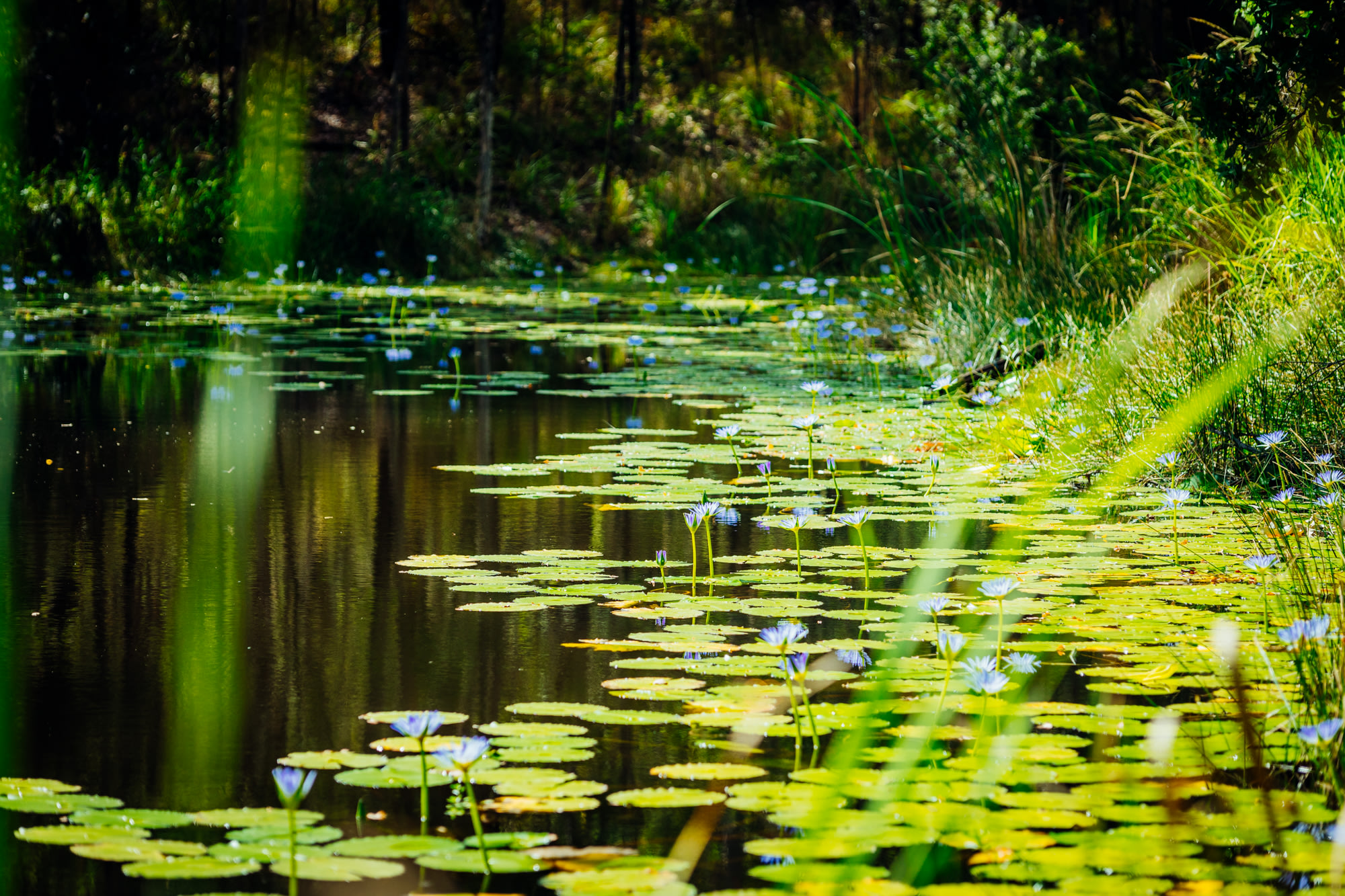 lillypads in the dam