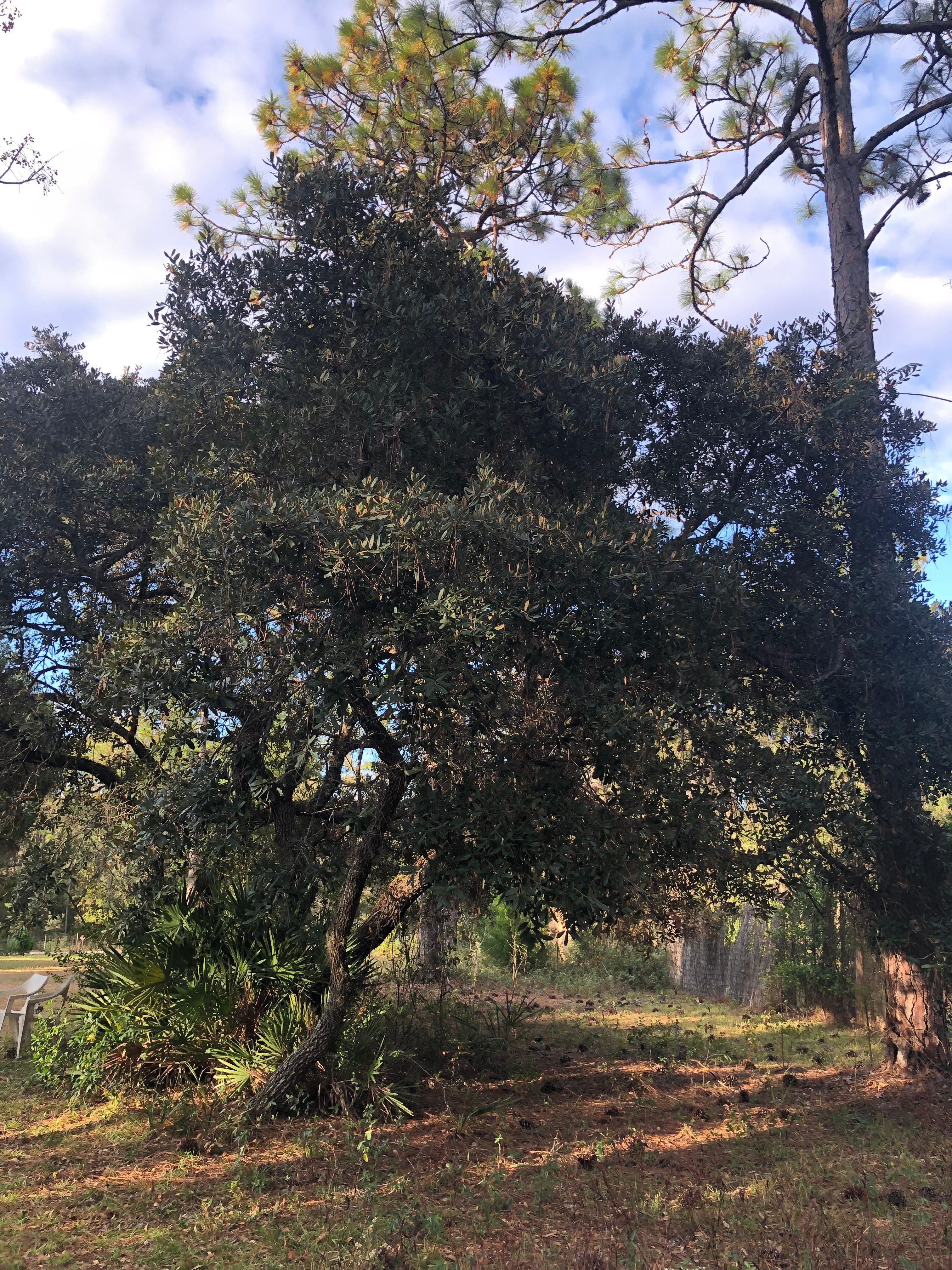The Ashram