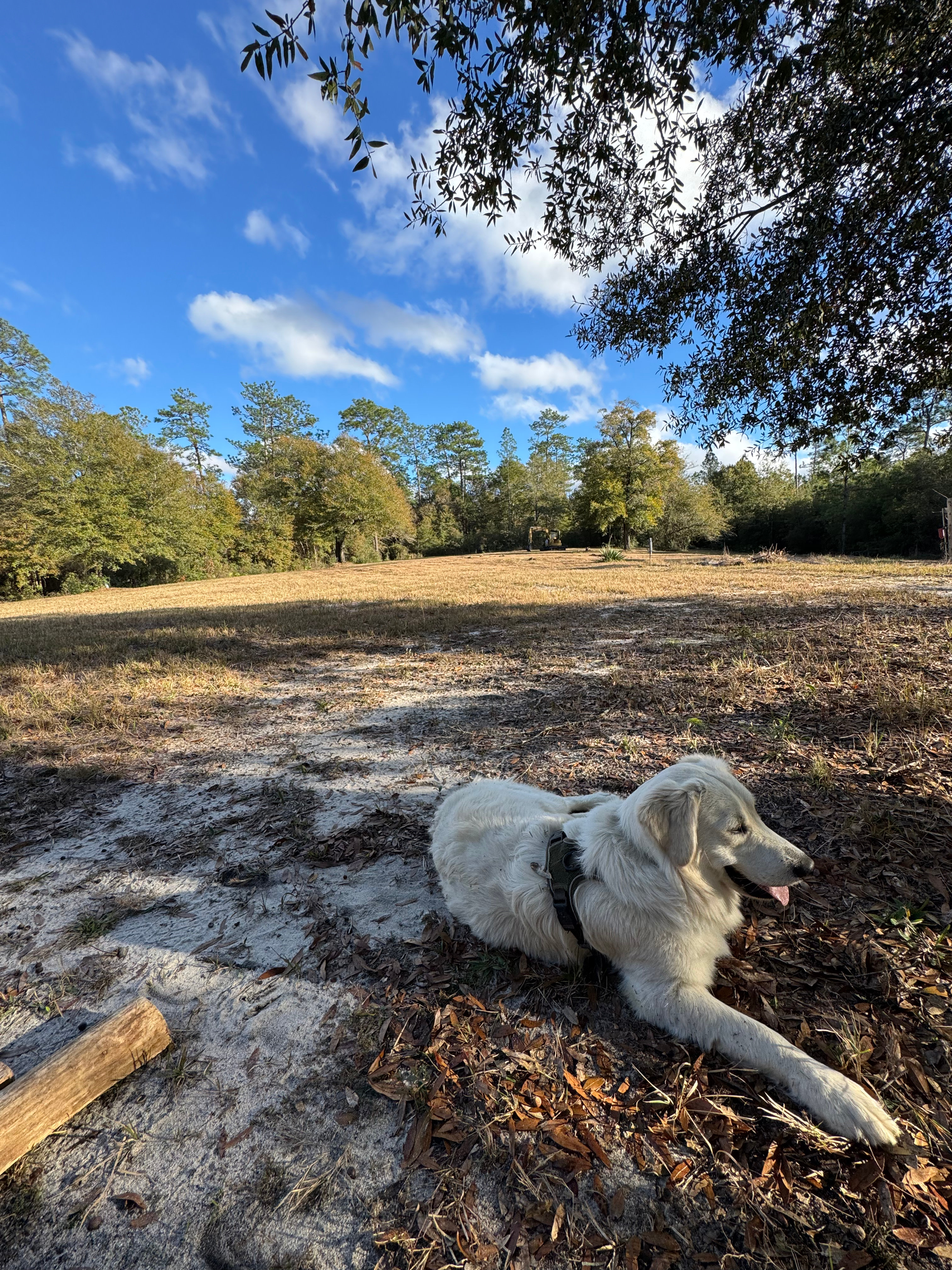 A&W Christmas Tree Farm