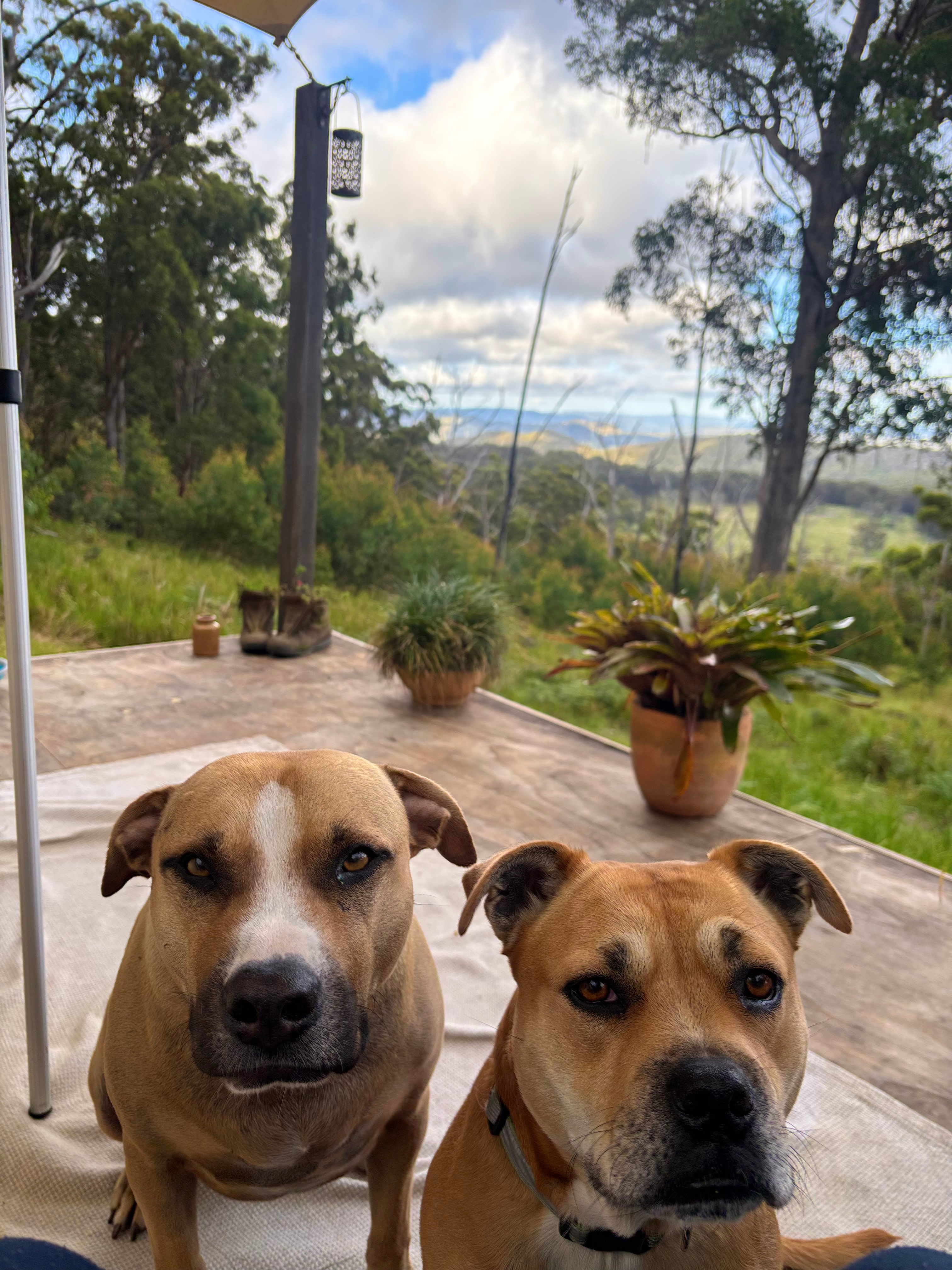 BAJIMBA Eco Camping and Farm Stay