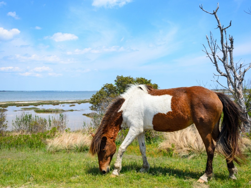 Shore Point Cottages