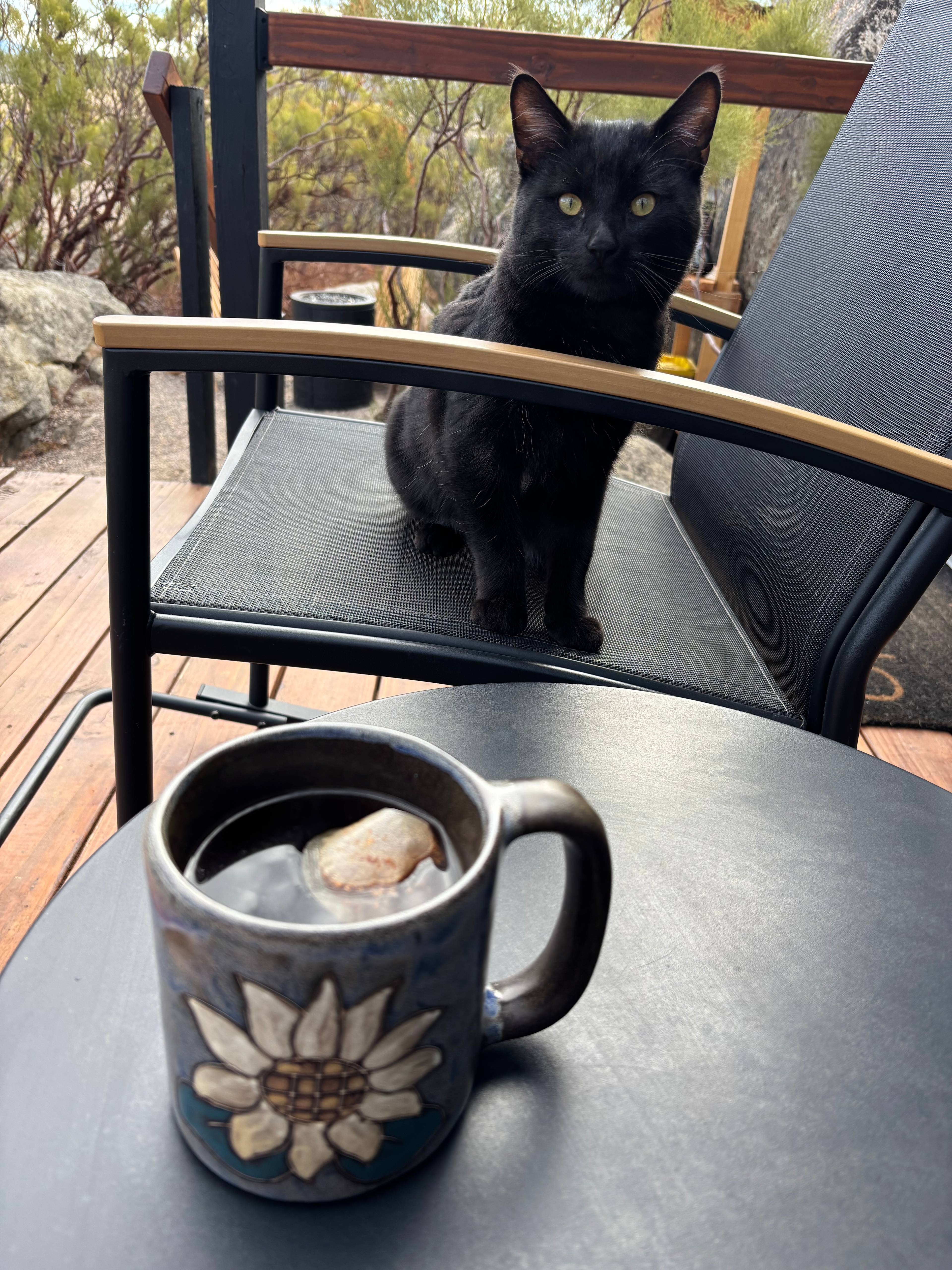 Farm cat greeting us during our morning tea