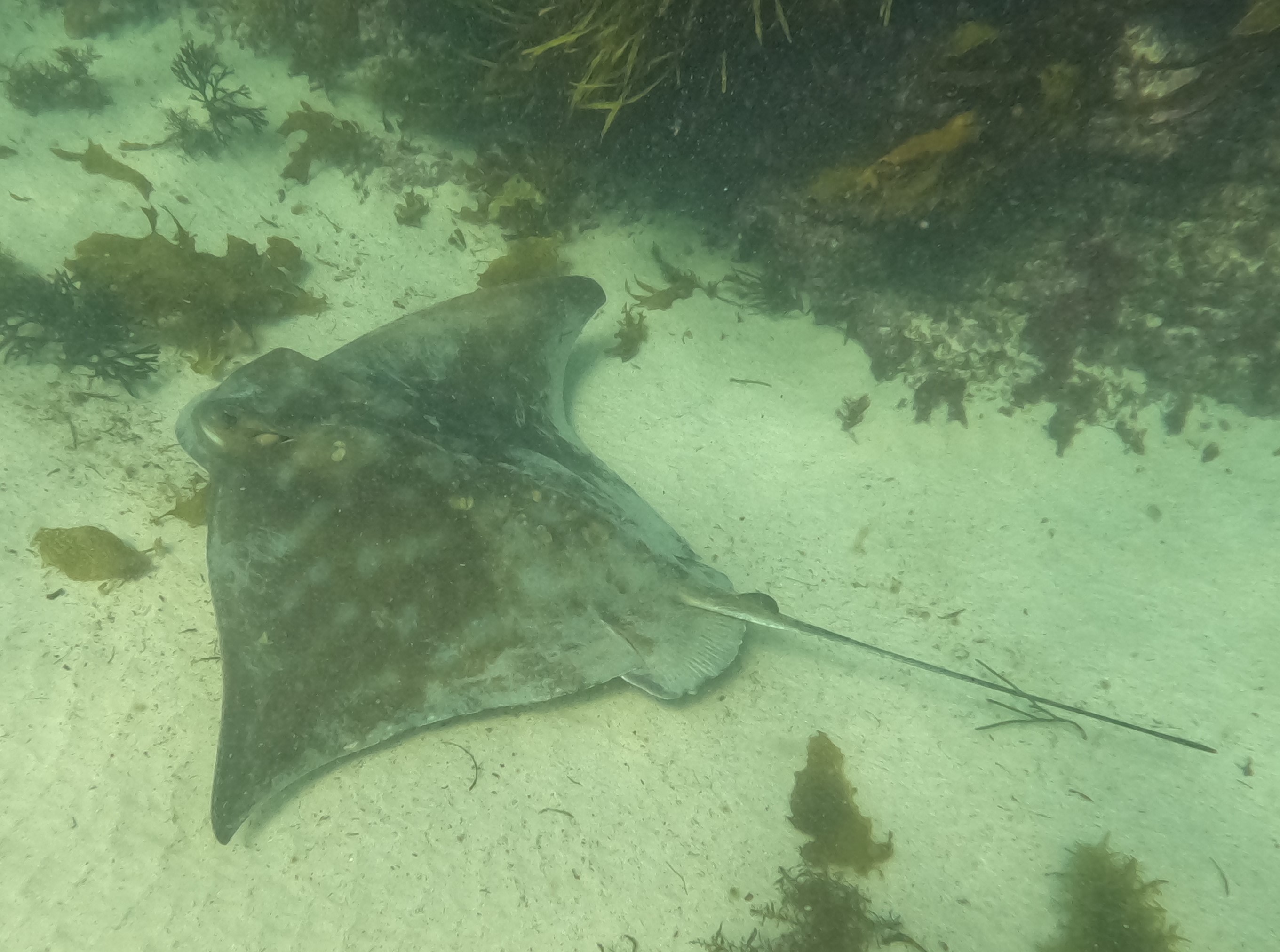 Figtree Camp @ Mystery Bay