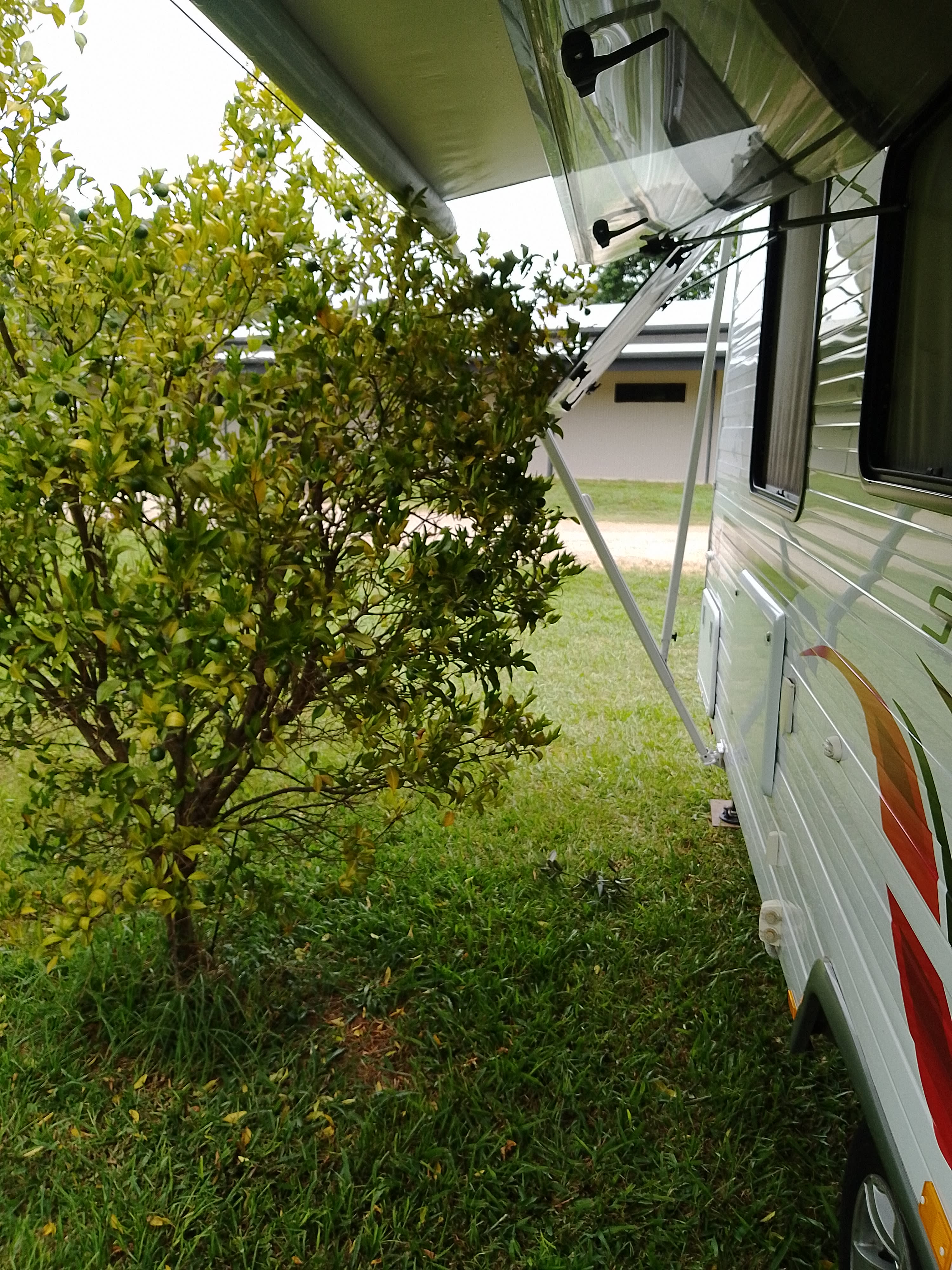 Cramped site amongst lemon trees 