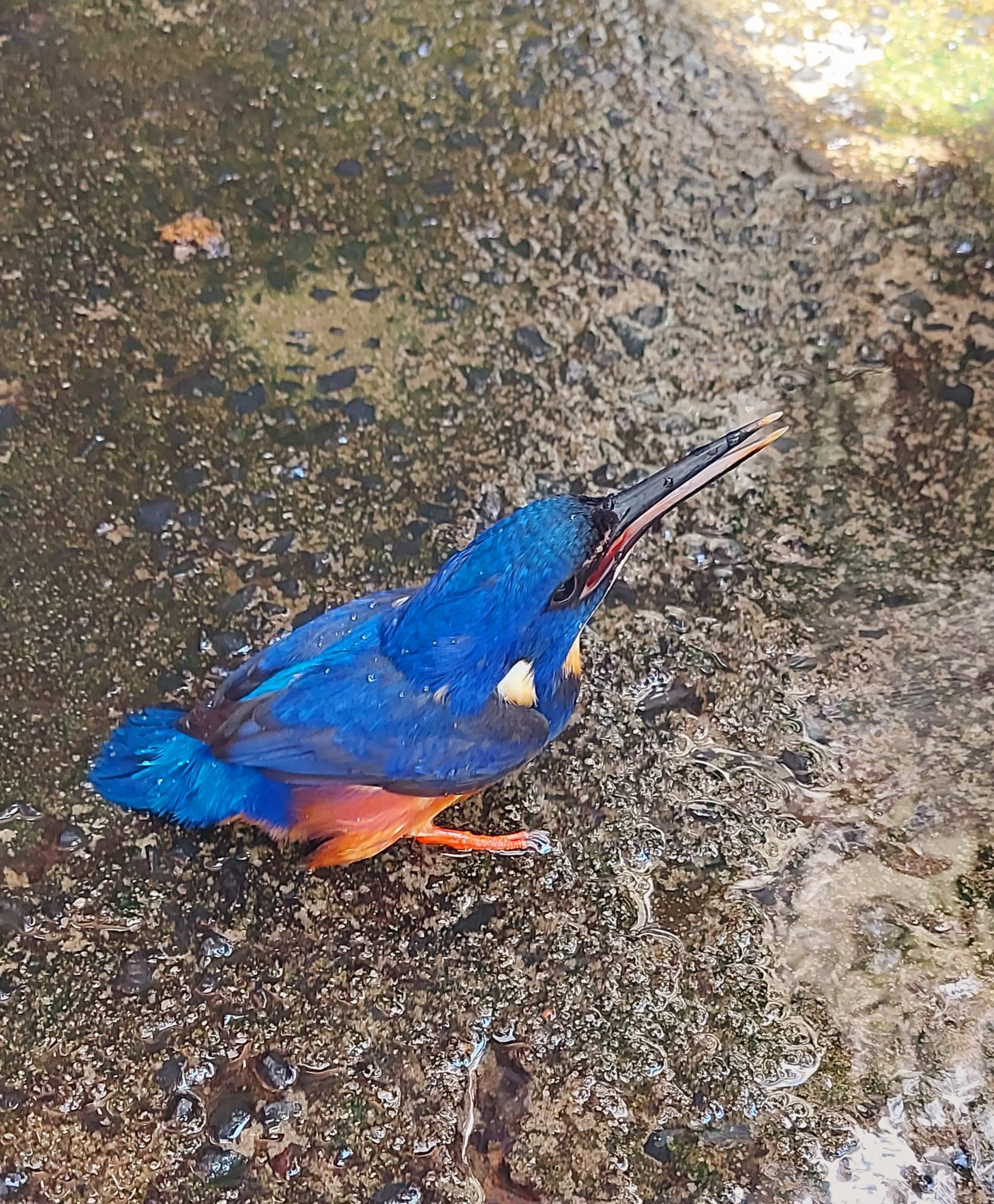 Kingfishers can be seen along the creek and in the paddocks