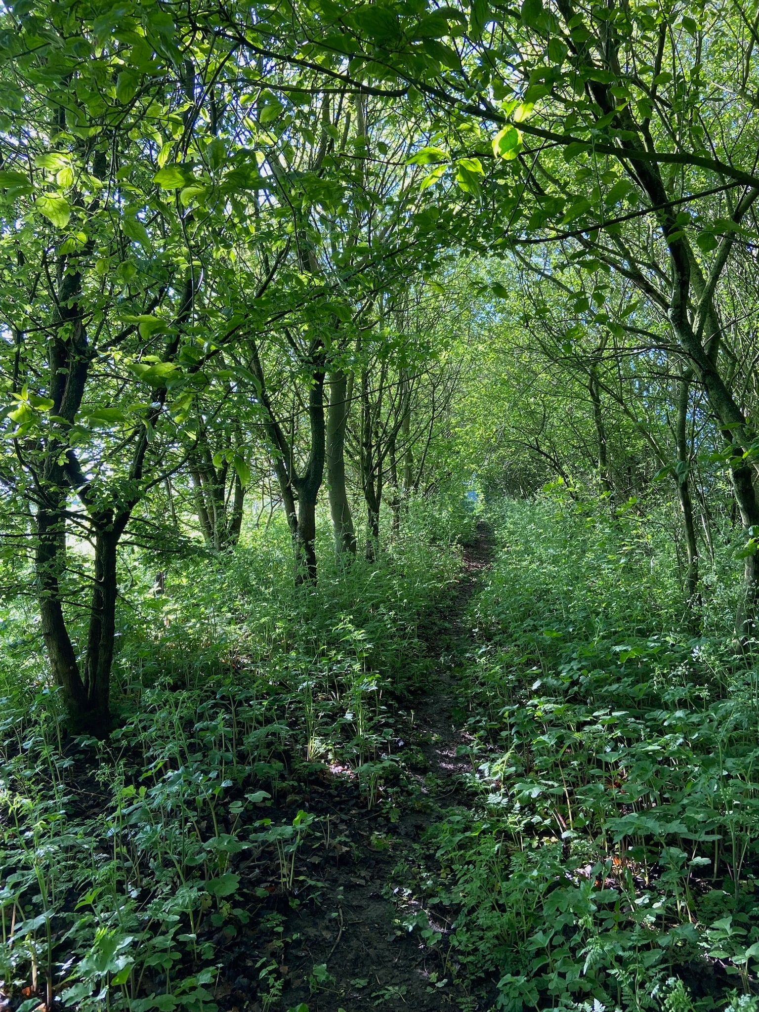 Broadleaves Glamping