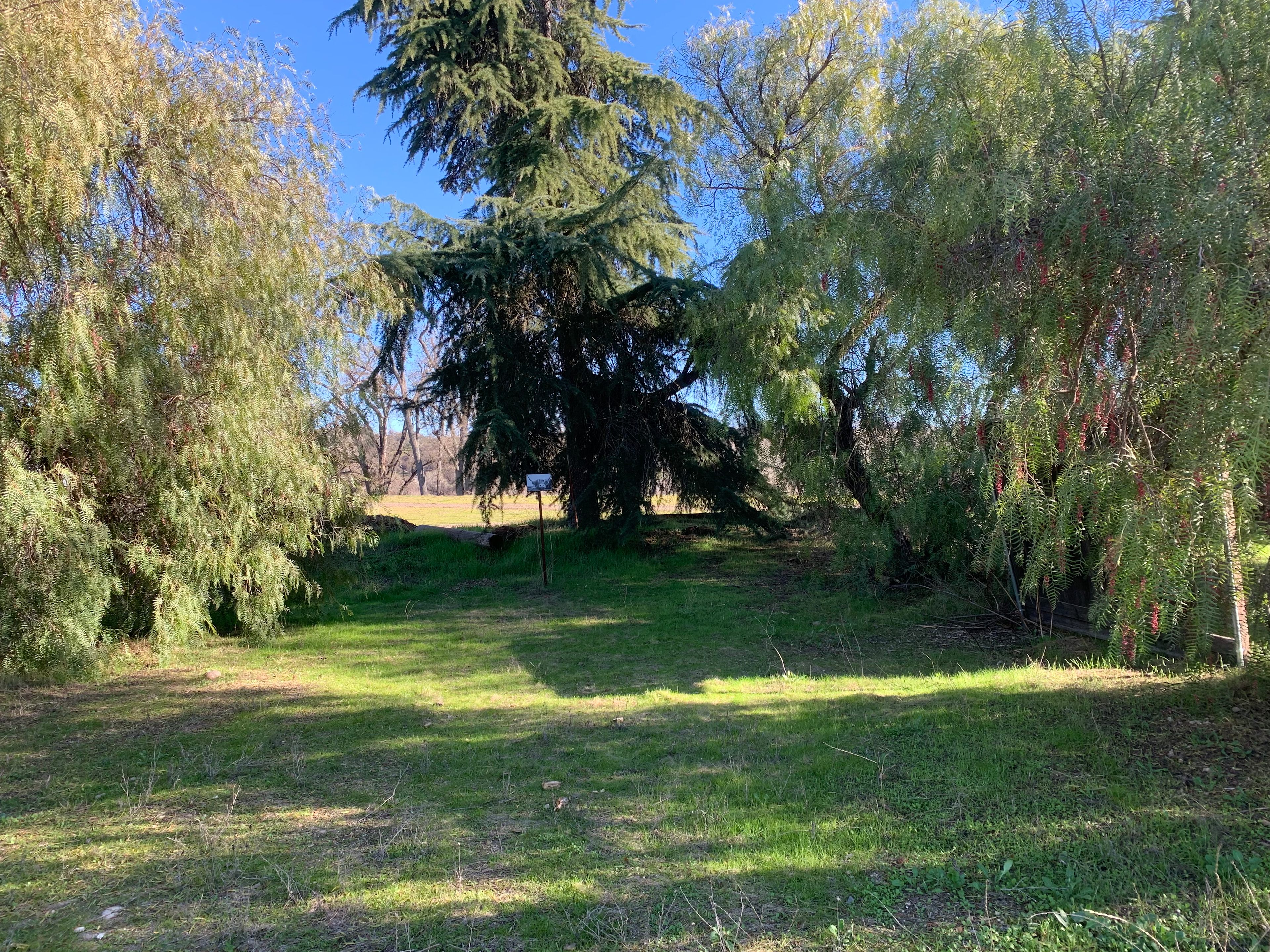 Pepper Tree Grove