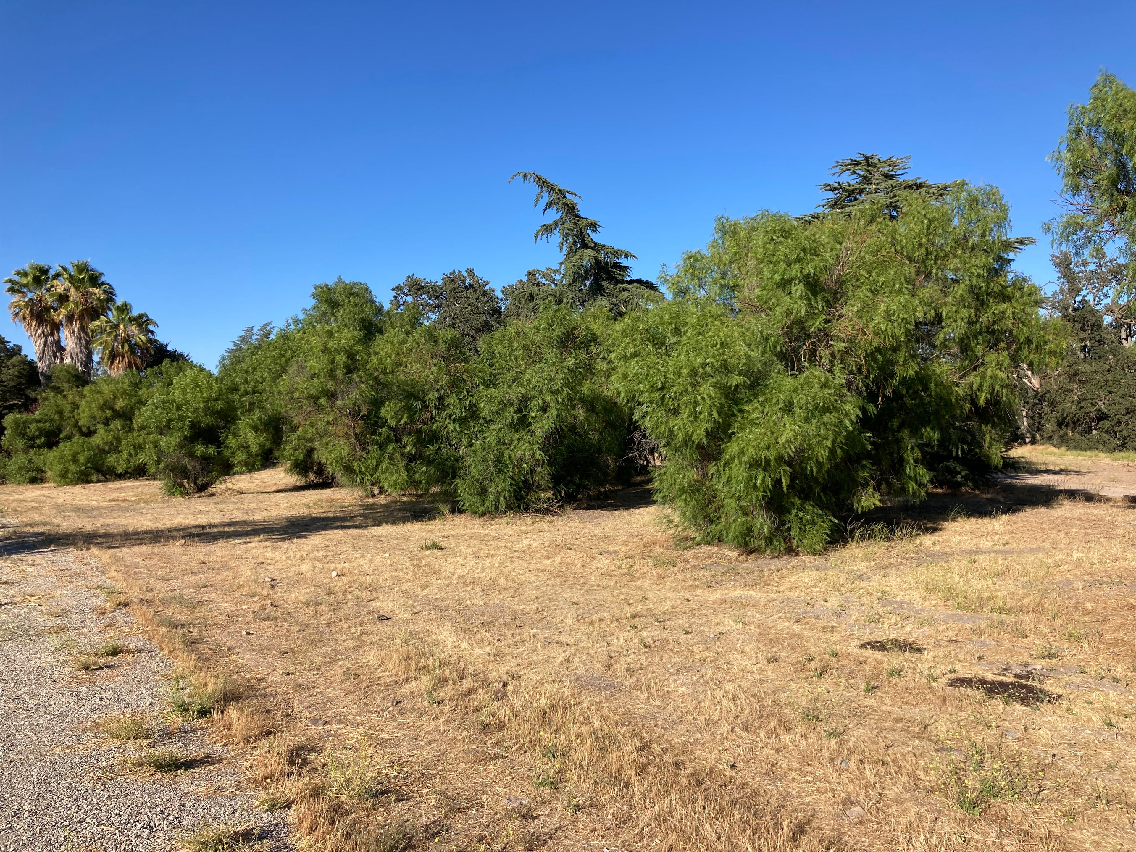 Pepper Tree Grove