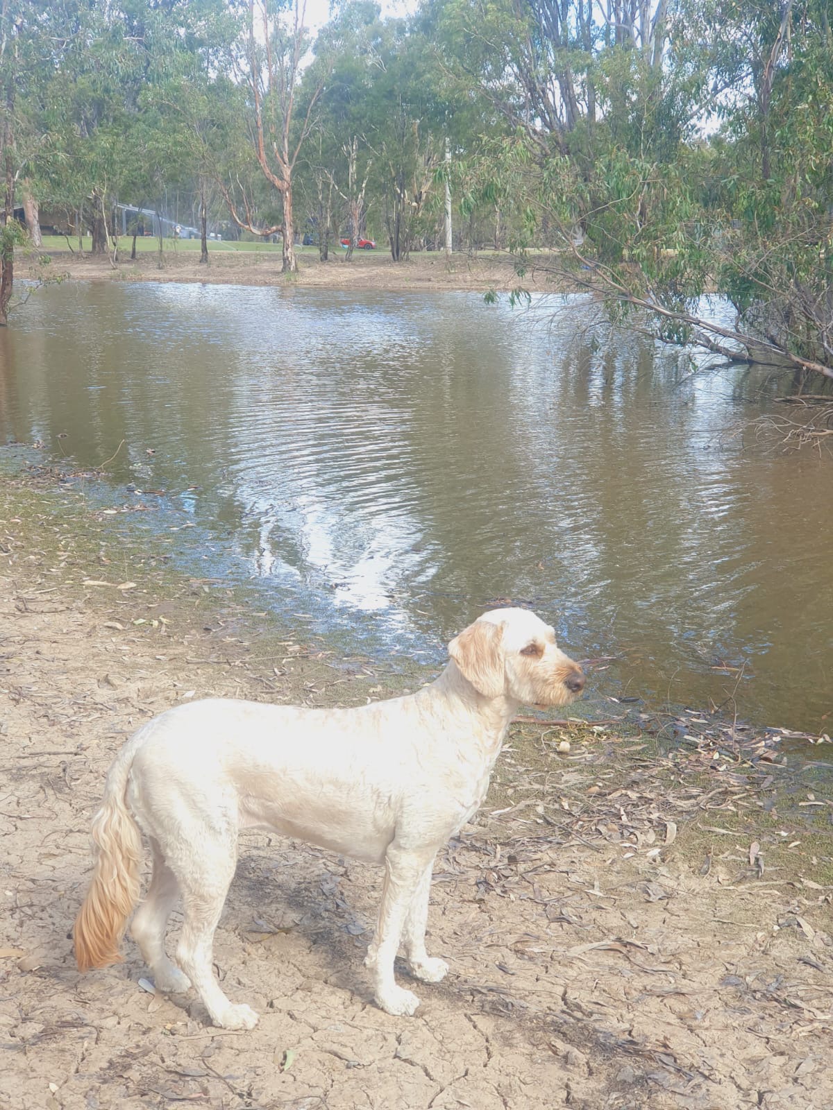 The Paddock at Ulupna