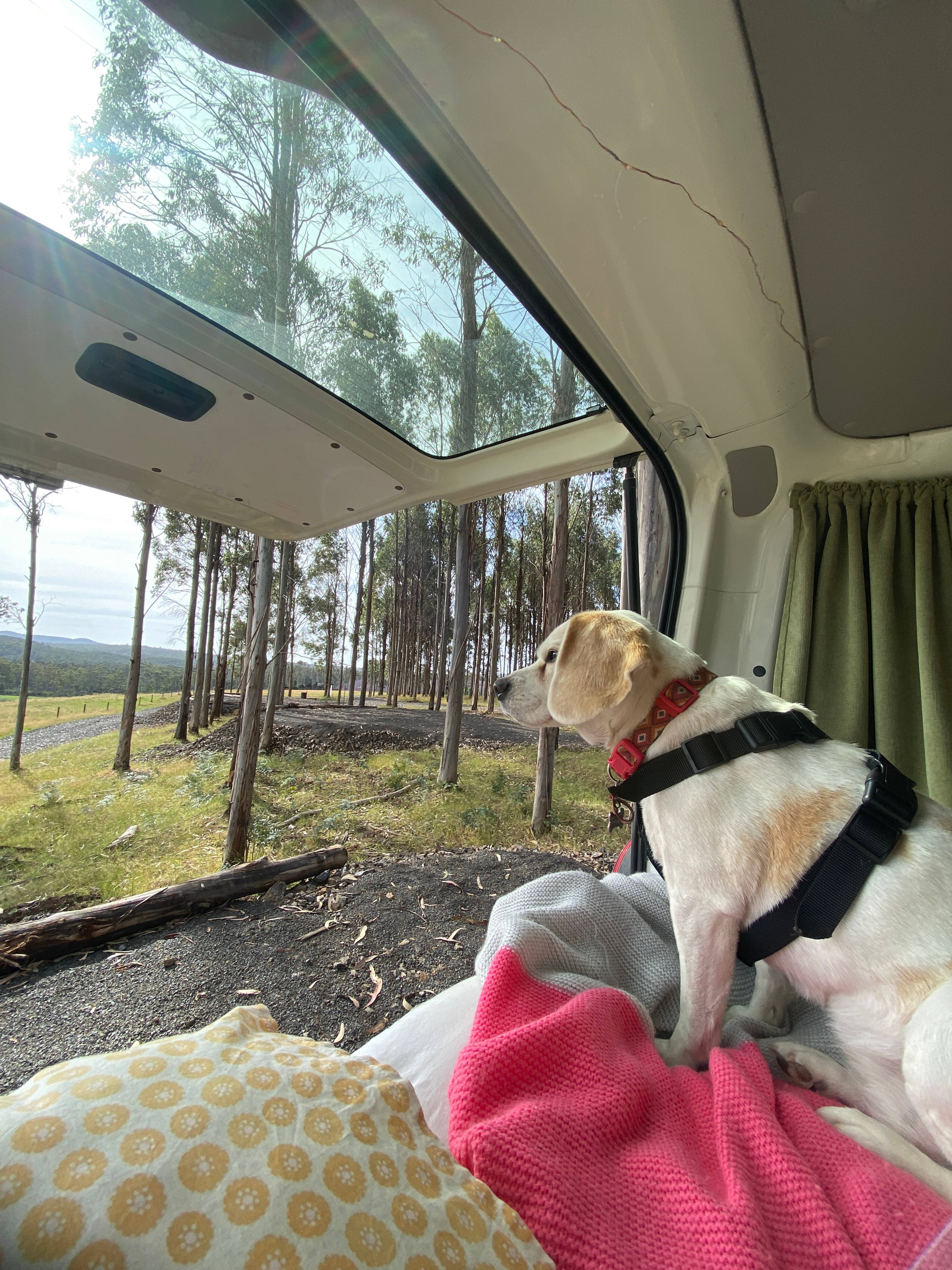 Mabel's Paddock RV Farm Stay