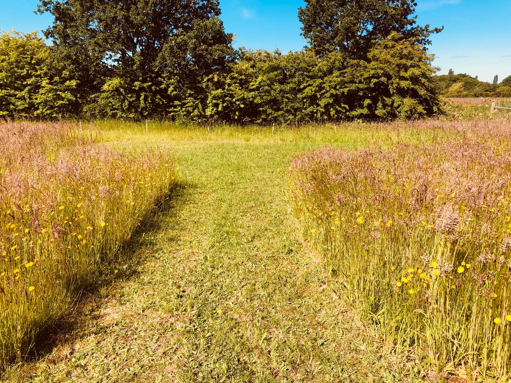 Goldcrest - Breakaway Camping