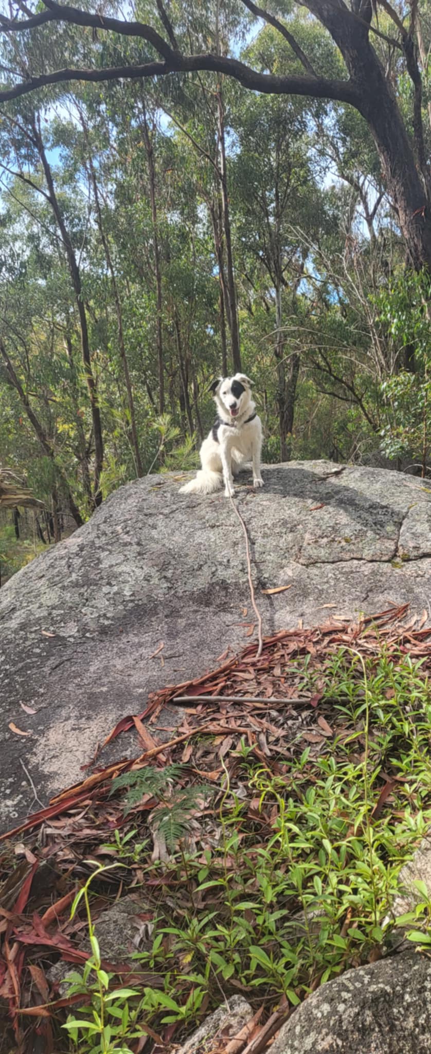 Panda at Bald Rock Station