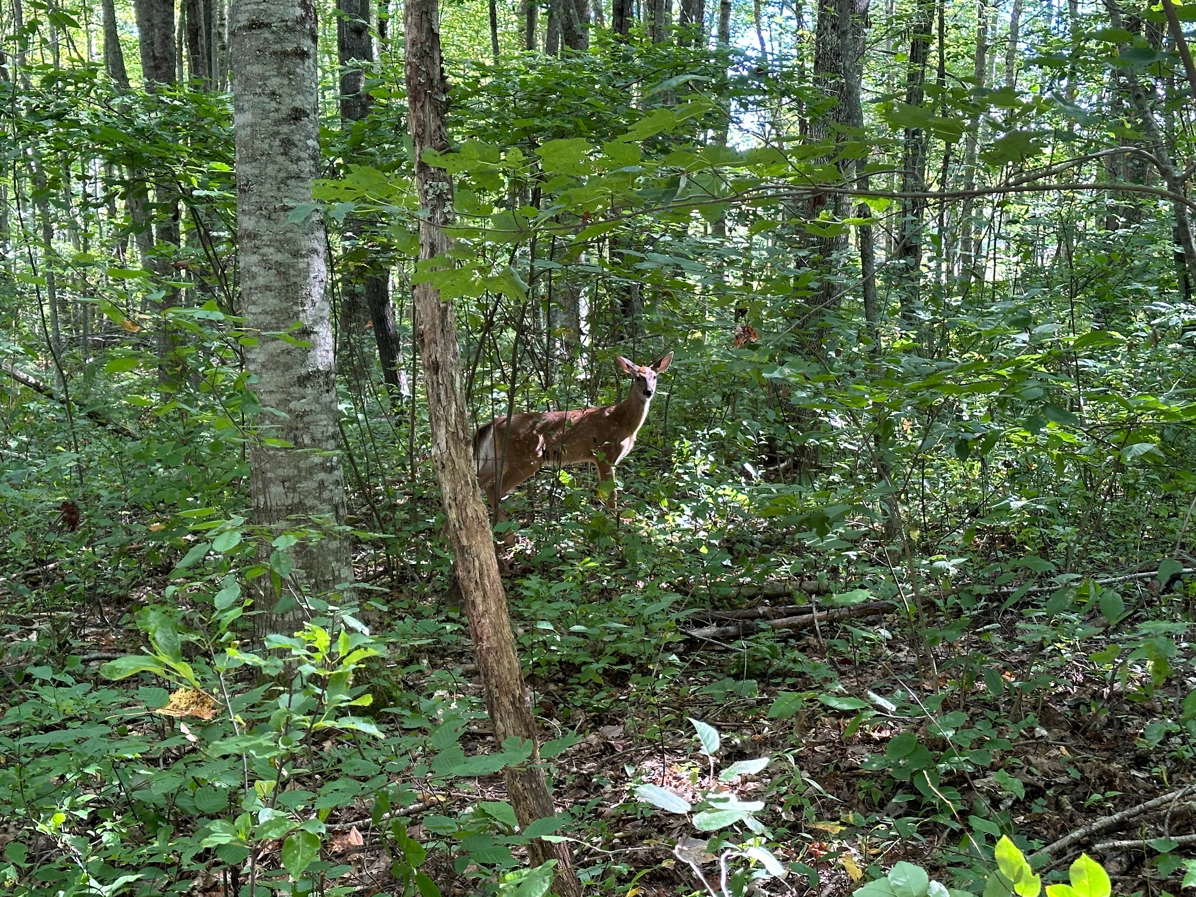 Yodeling Loon Landing