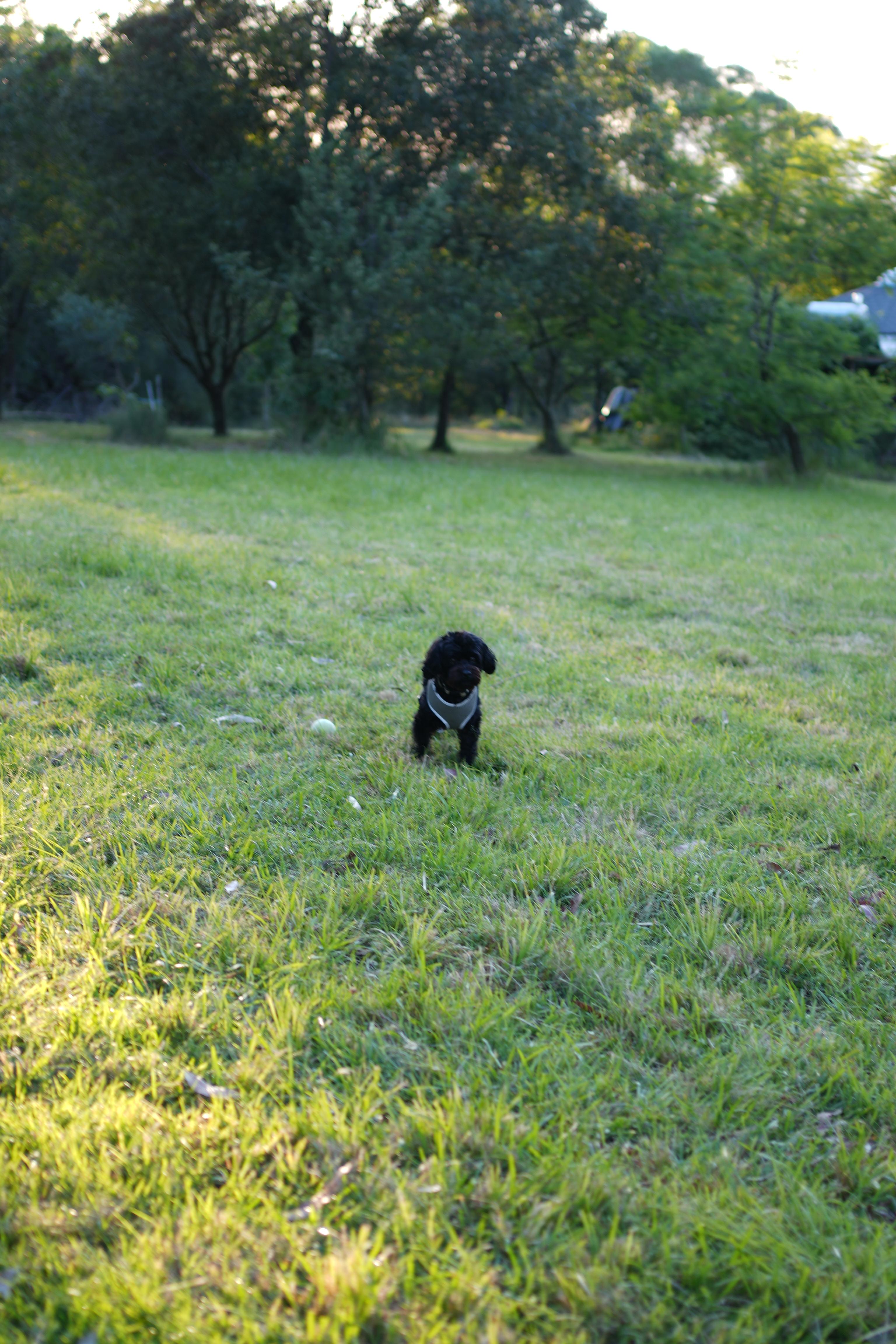 Imago Forest - Float in Clouds