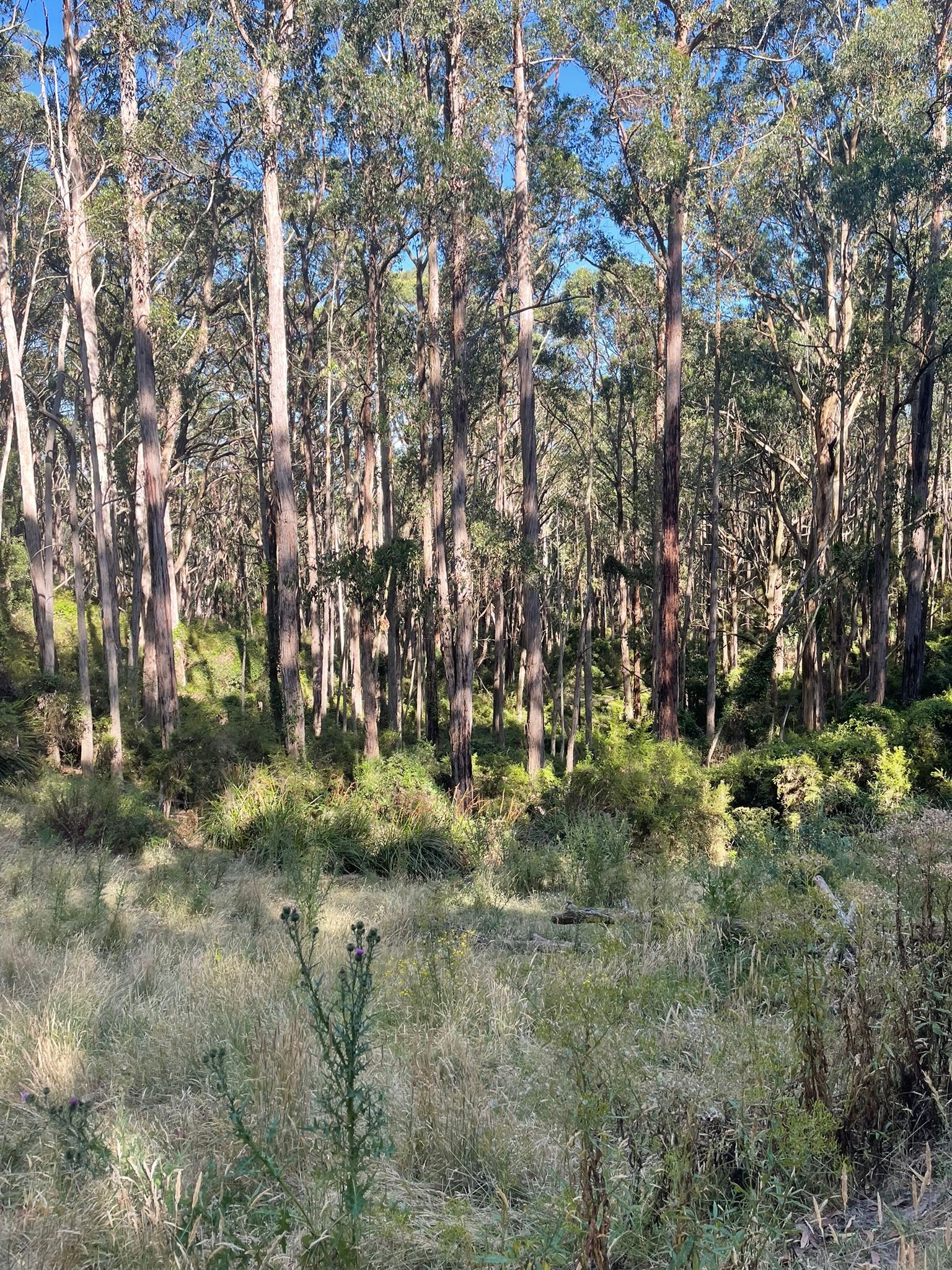 Dobbins Road