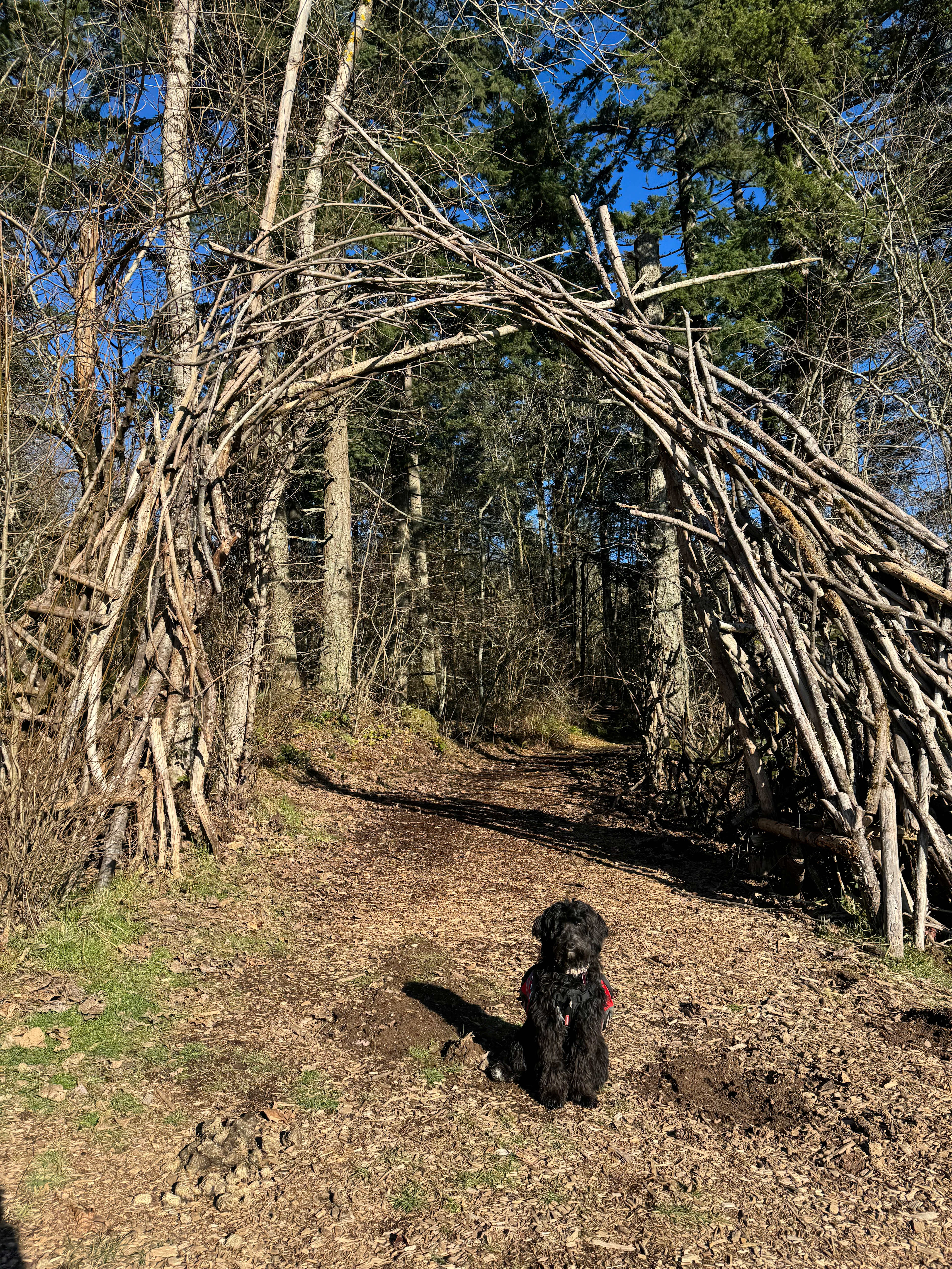 Gertie Mountain Doodle Exploring