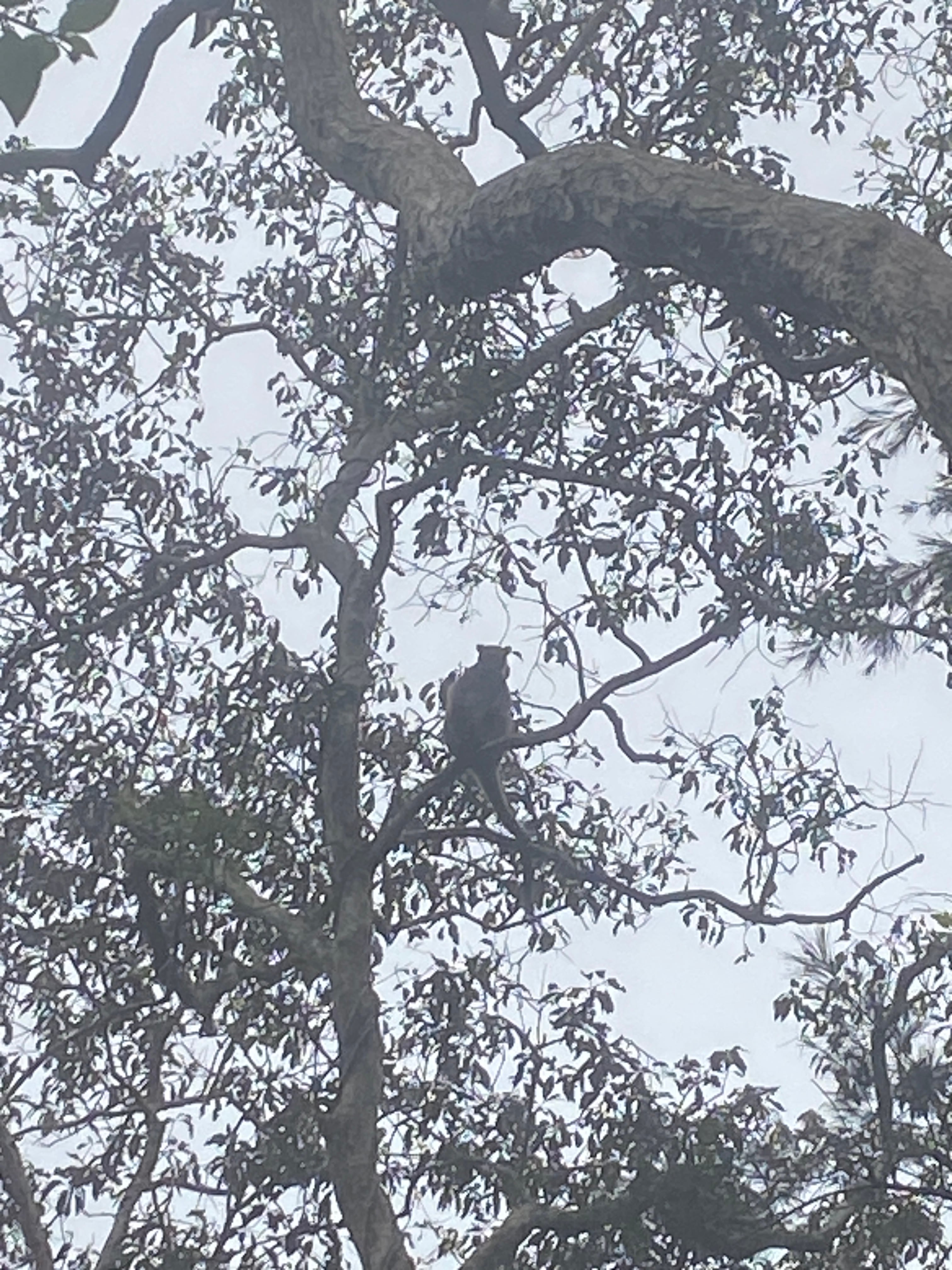 Tree kangaroo photographed on the property. 
