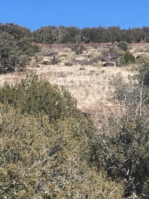Juniper trees, wildlife and blue skies.