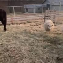 the sheep love visitors