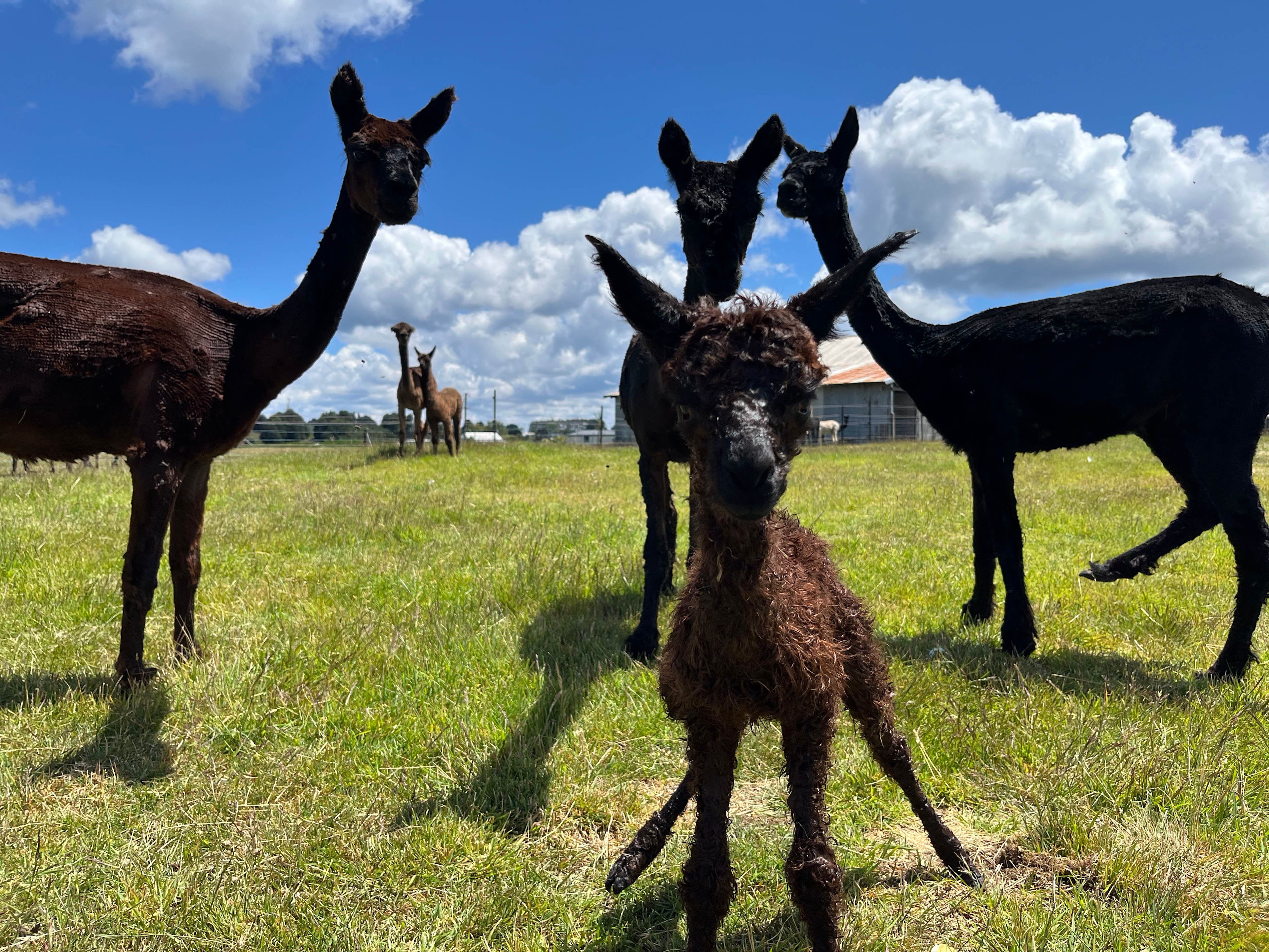 Waratah Alpaca and Pepperberry Farm