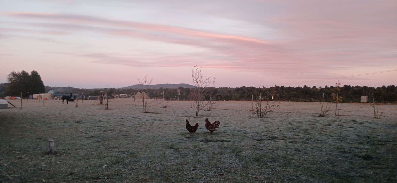 Waratah Alpaca and Pepperberry Farm