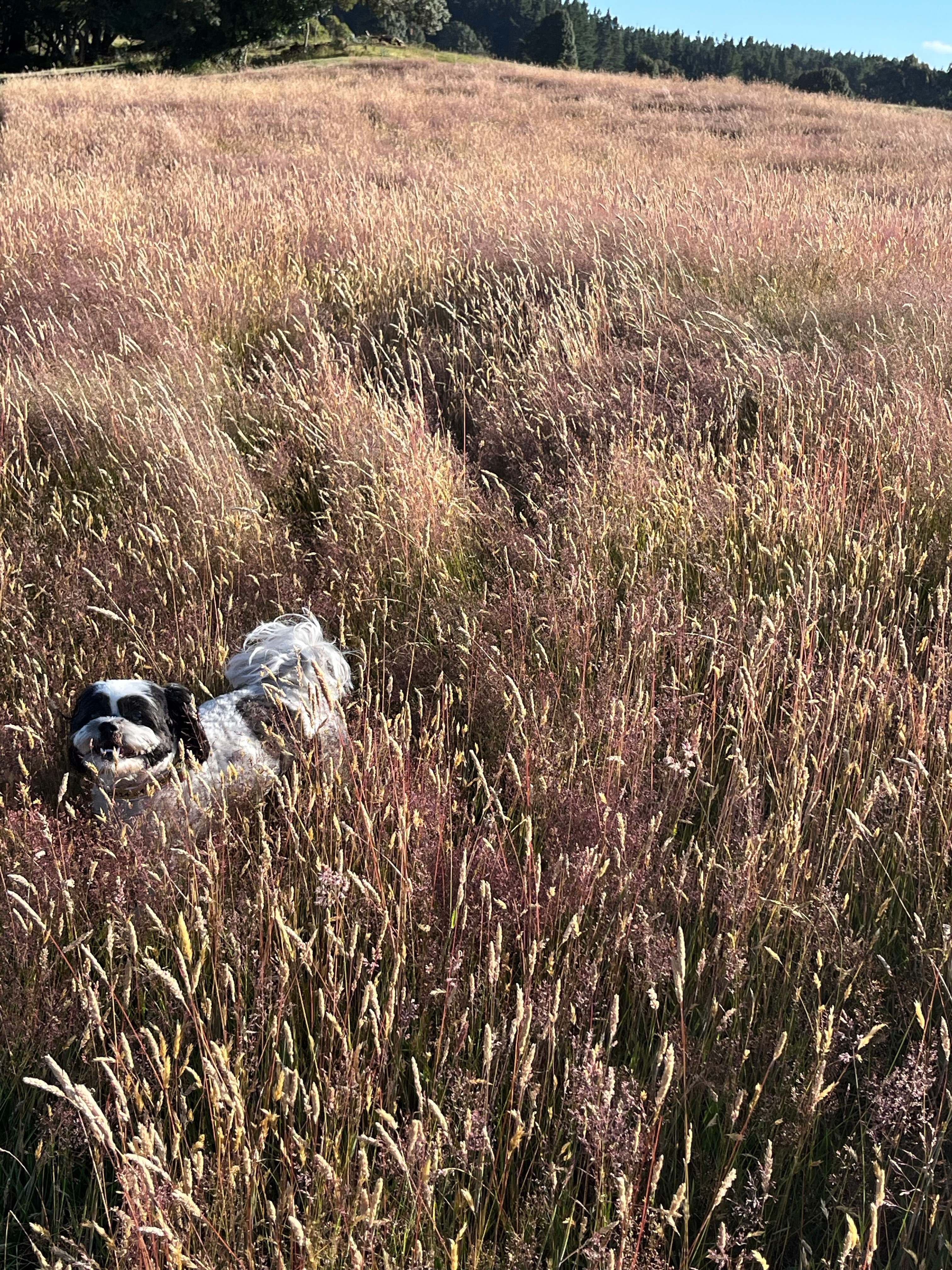 Waratah Alpaca and Pepperberry Farm