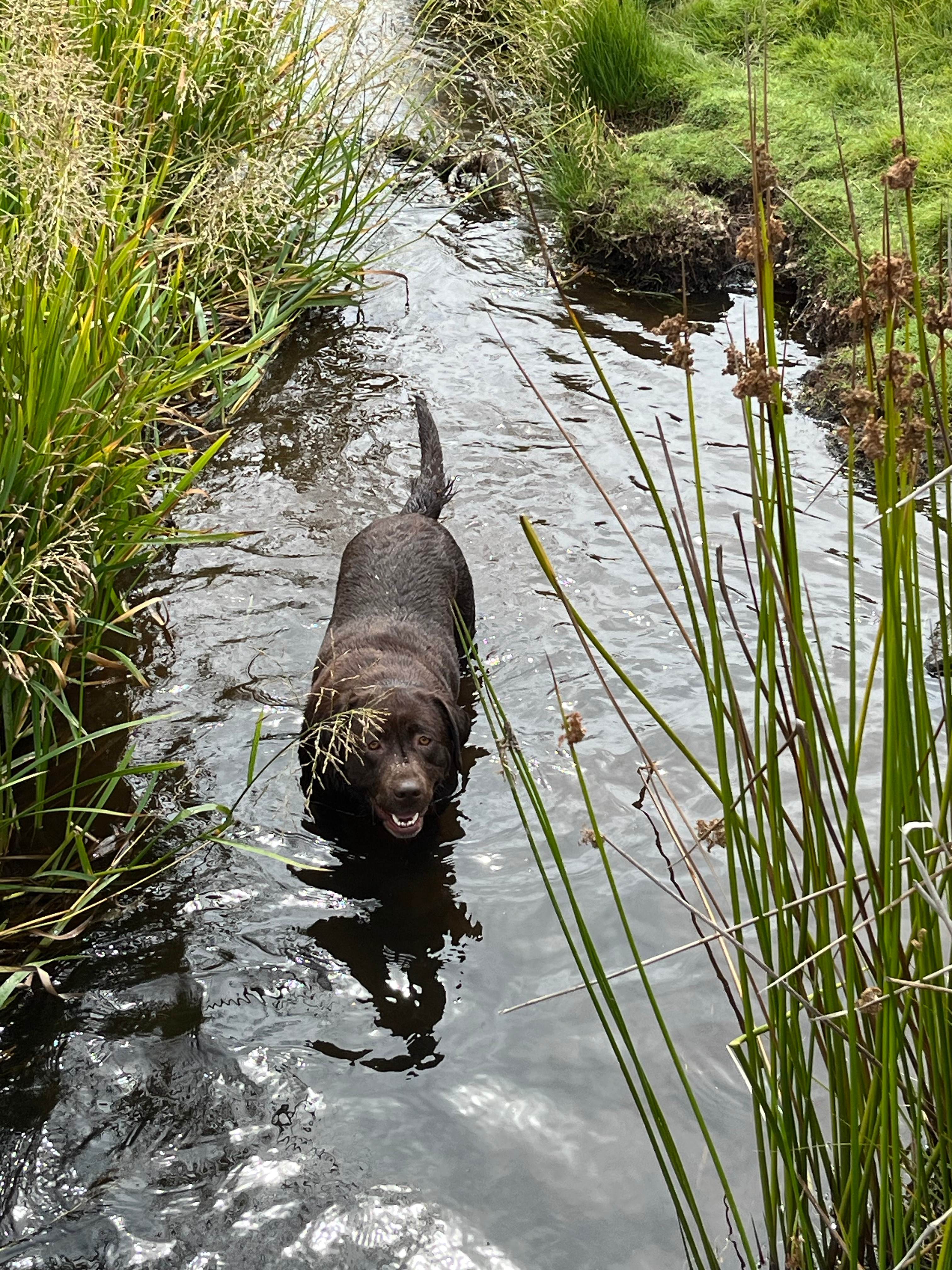 Waratah Alpaca and Pepperberry Farm