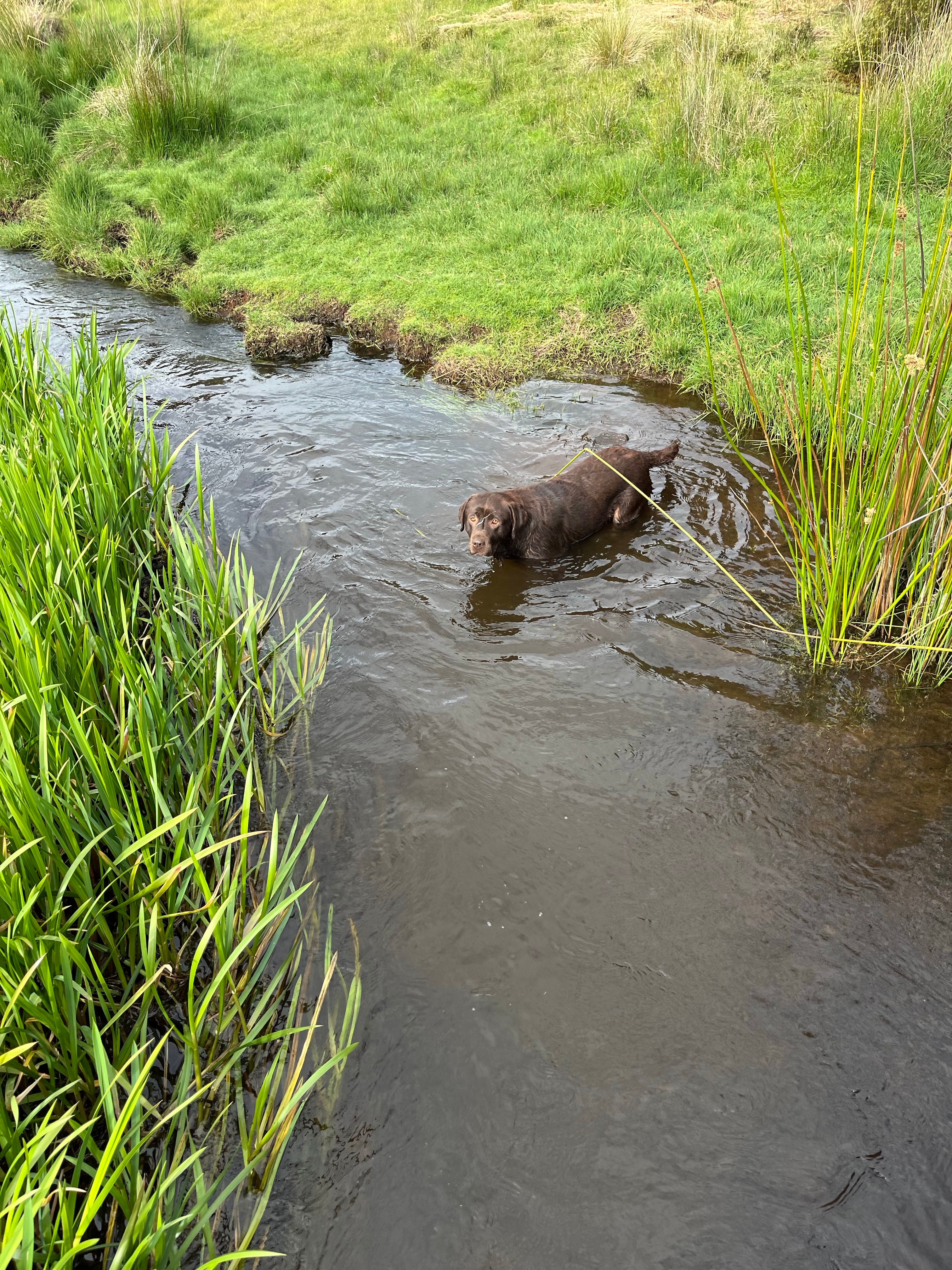 Waratah Alpaca and Pepperberry Farm