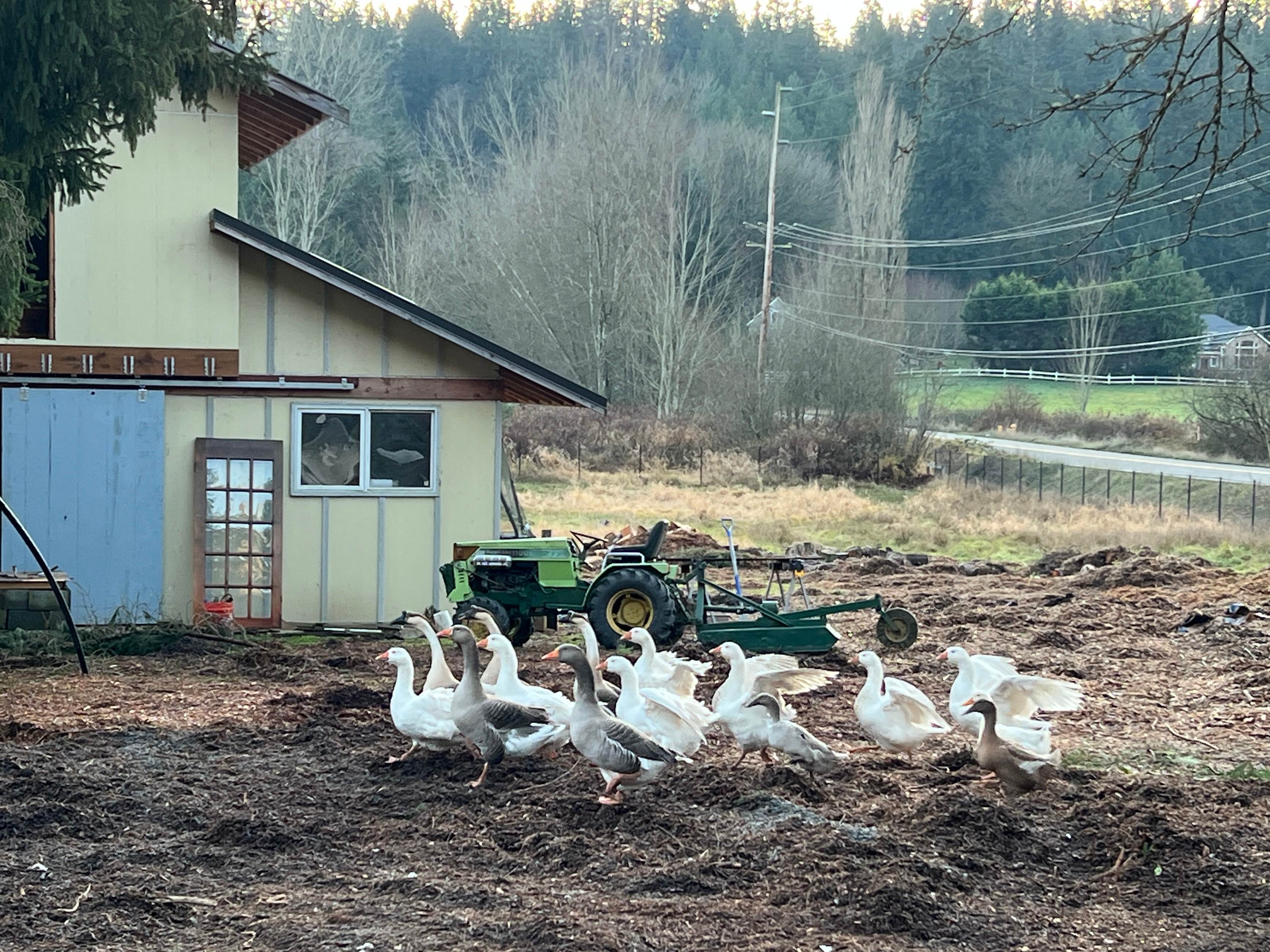 Cuteness attack farm