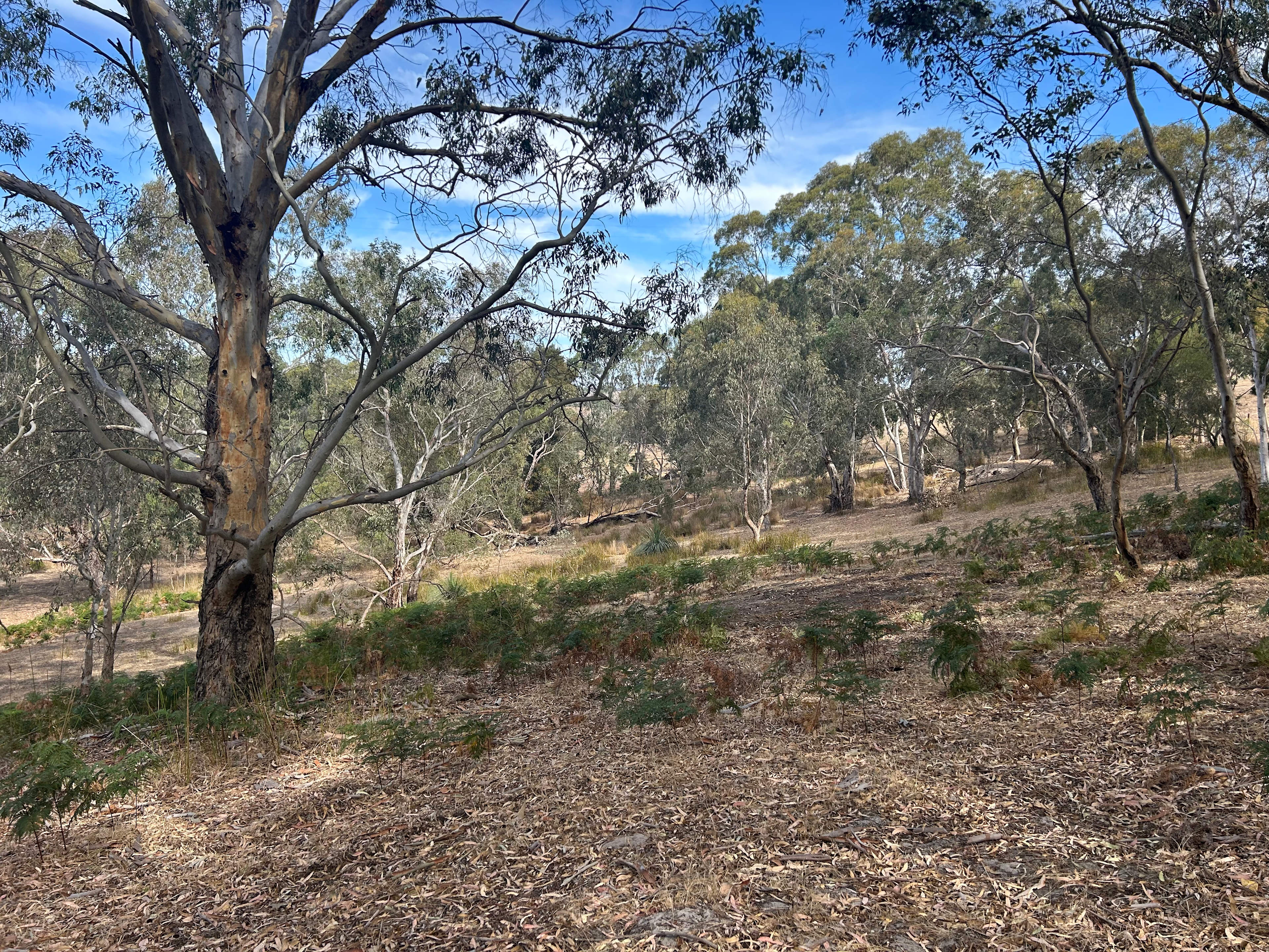 Drifting Sands Quarter Horses