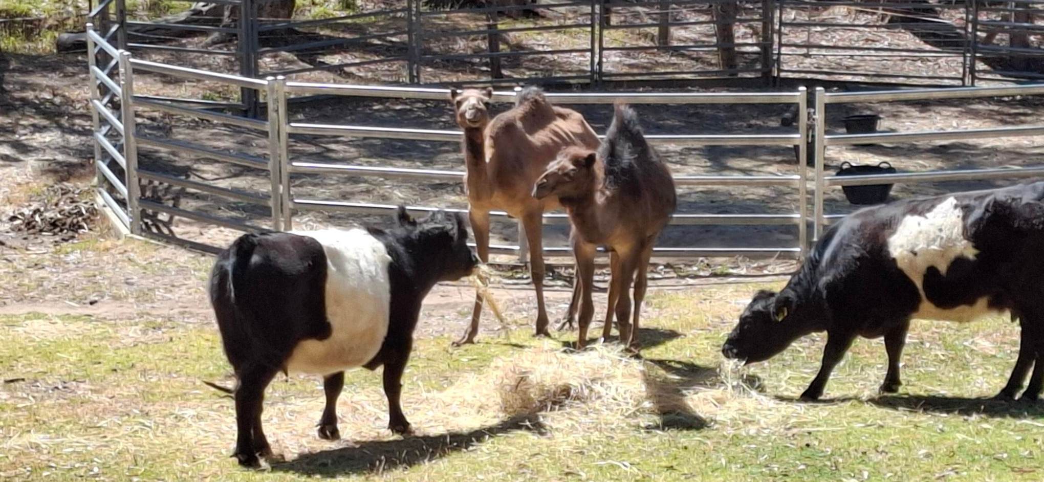 Noorla Farm (Happy Camping Ground)