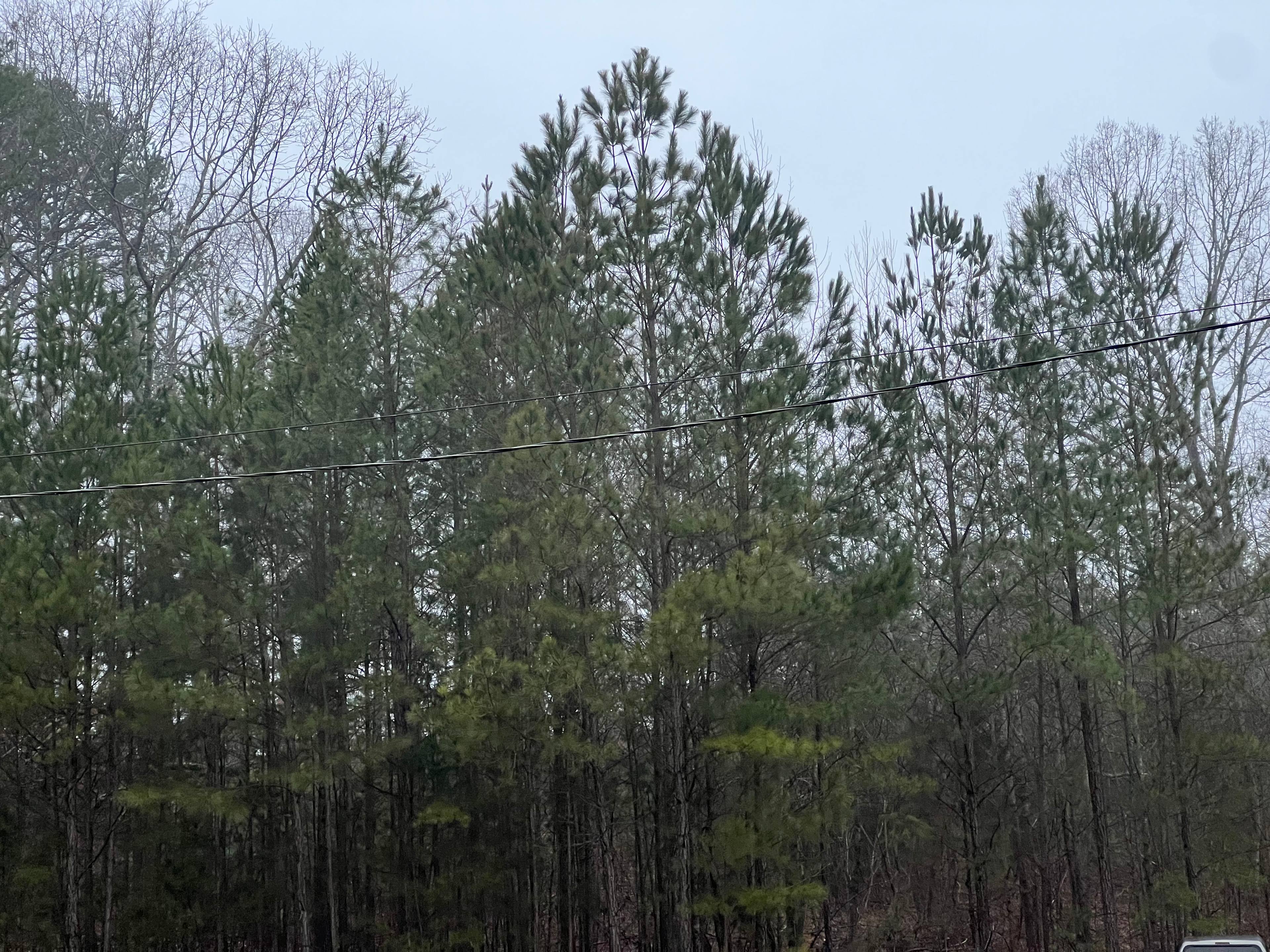Pickwick Adventure Camping