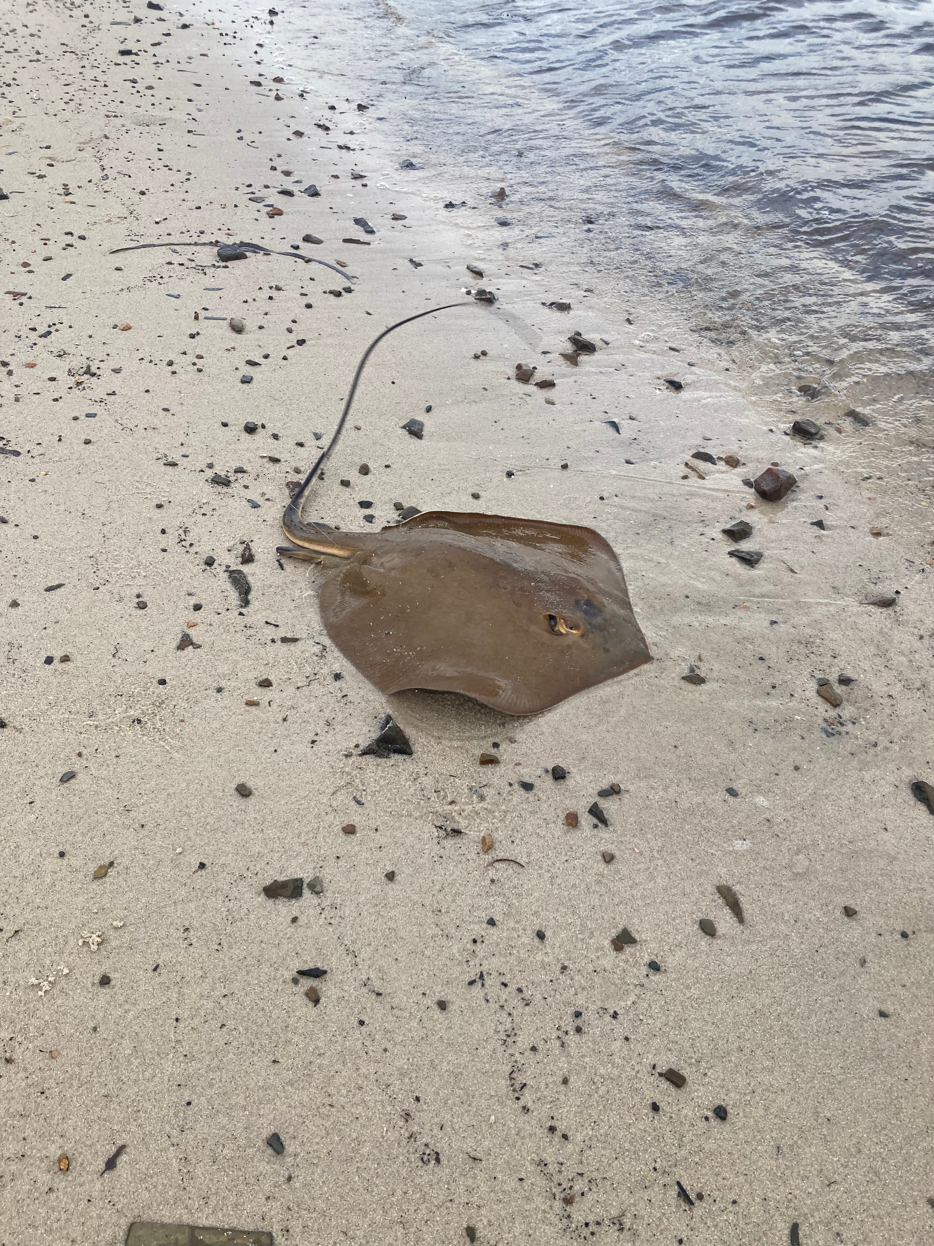 Went fishing and caught a stingray