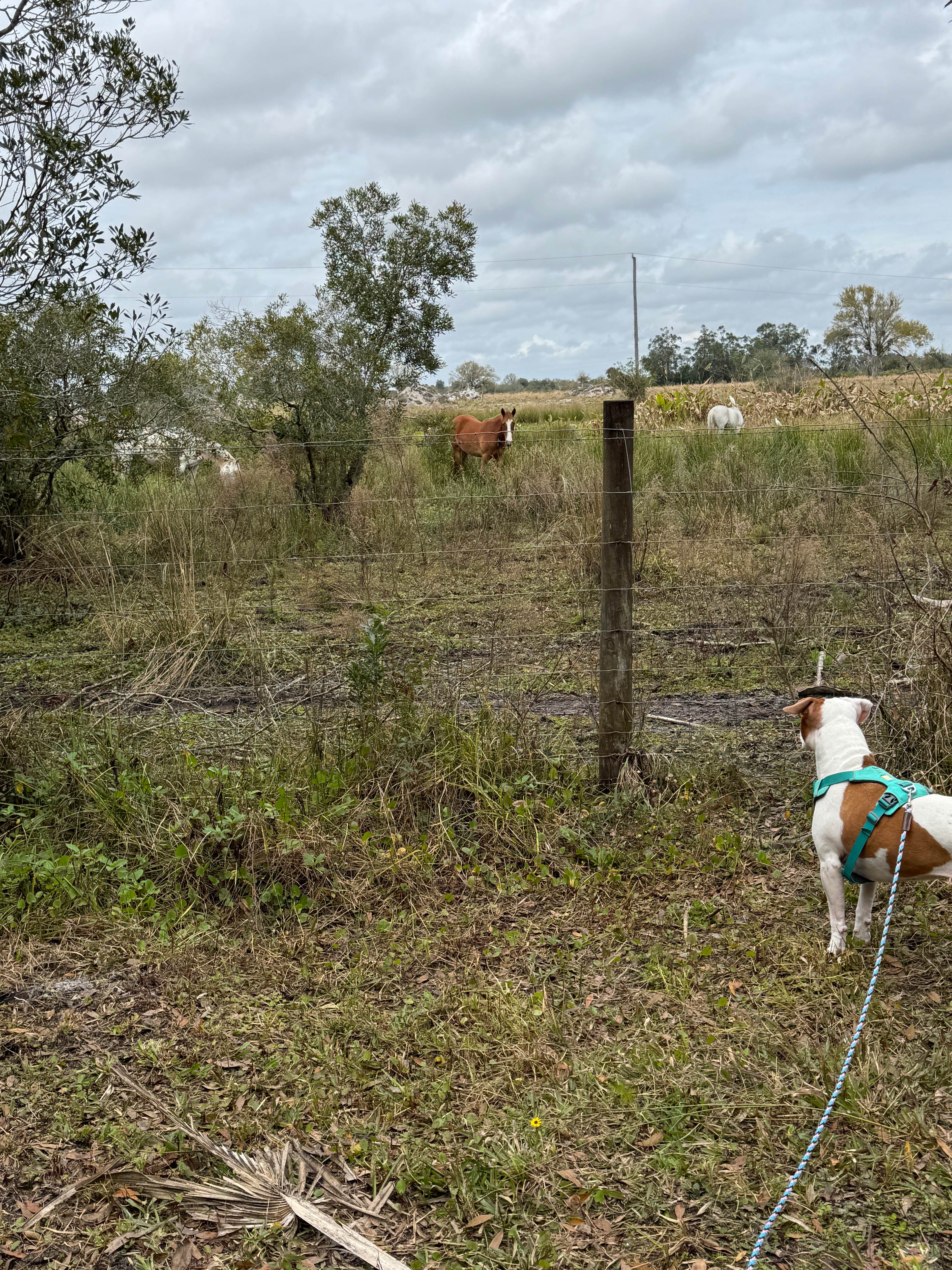 Neighbors being greeting by our pup