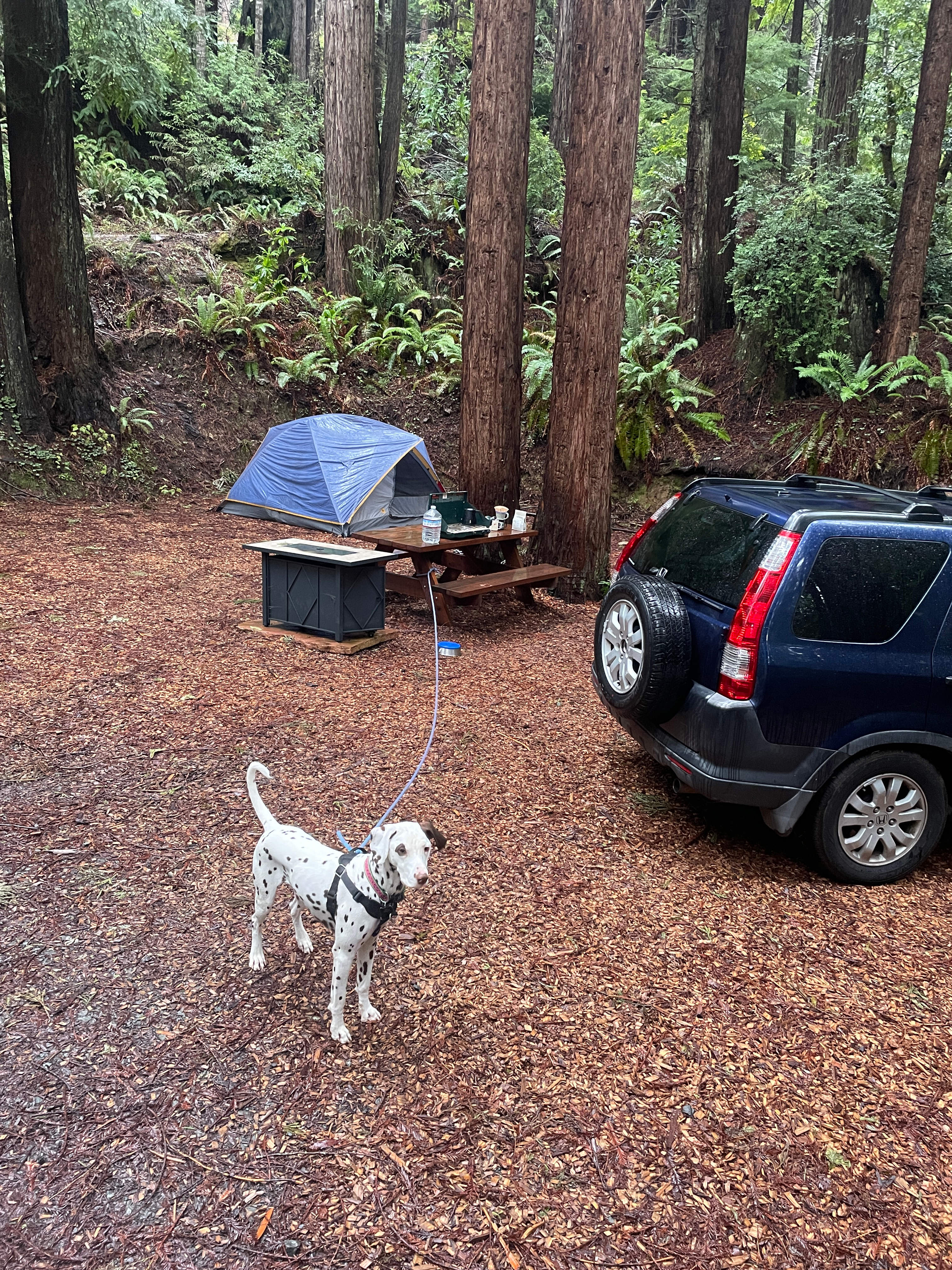 Whispering Redwood Creek