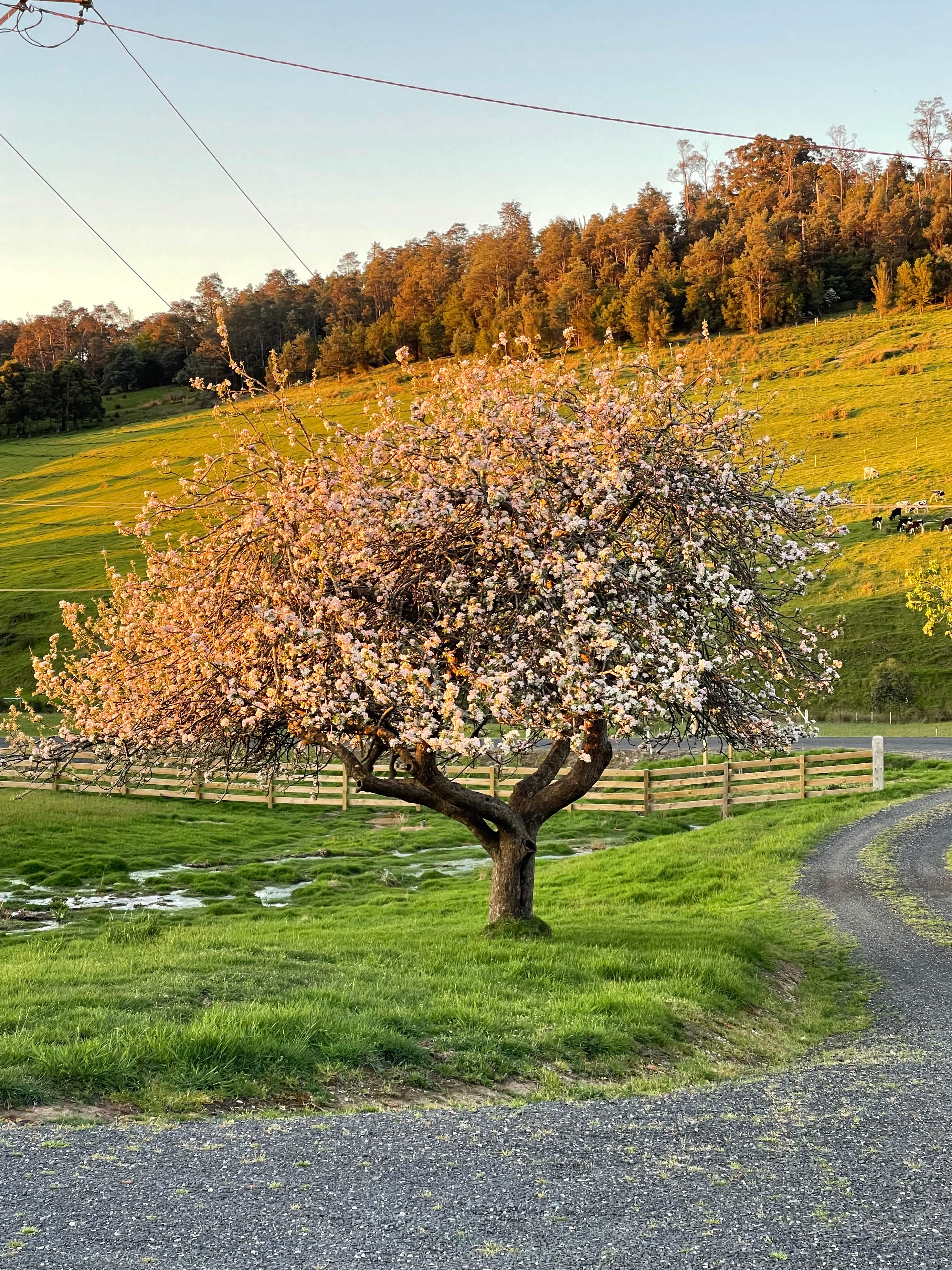 View from the parking site looking at the Apple Tree in full flower in Spring time
