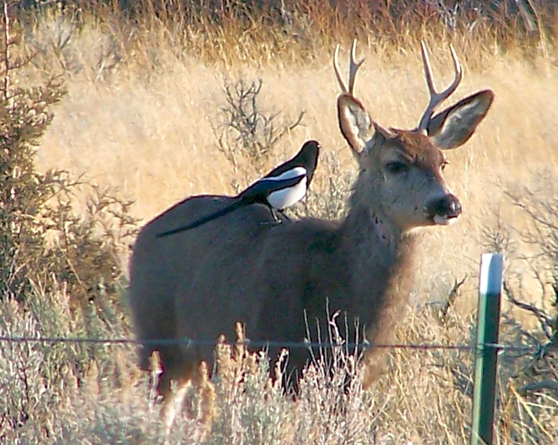 Steens Mountain Wilderness Resort