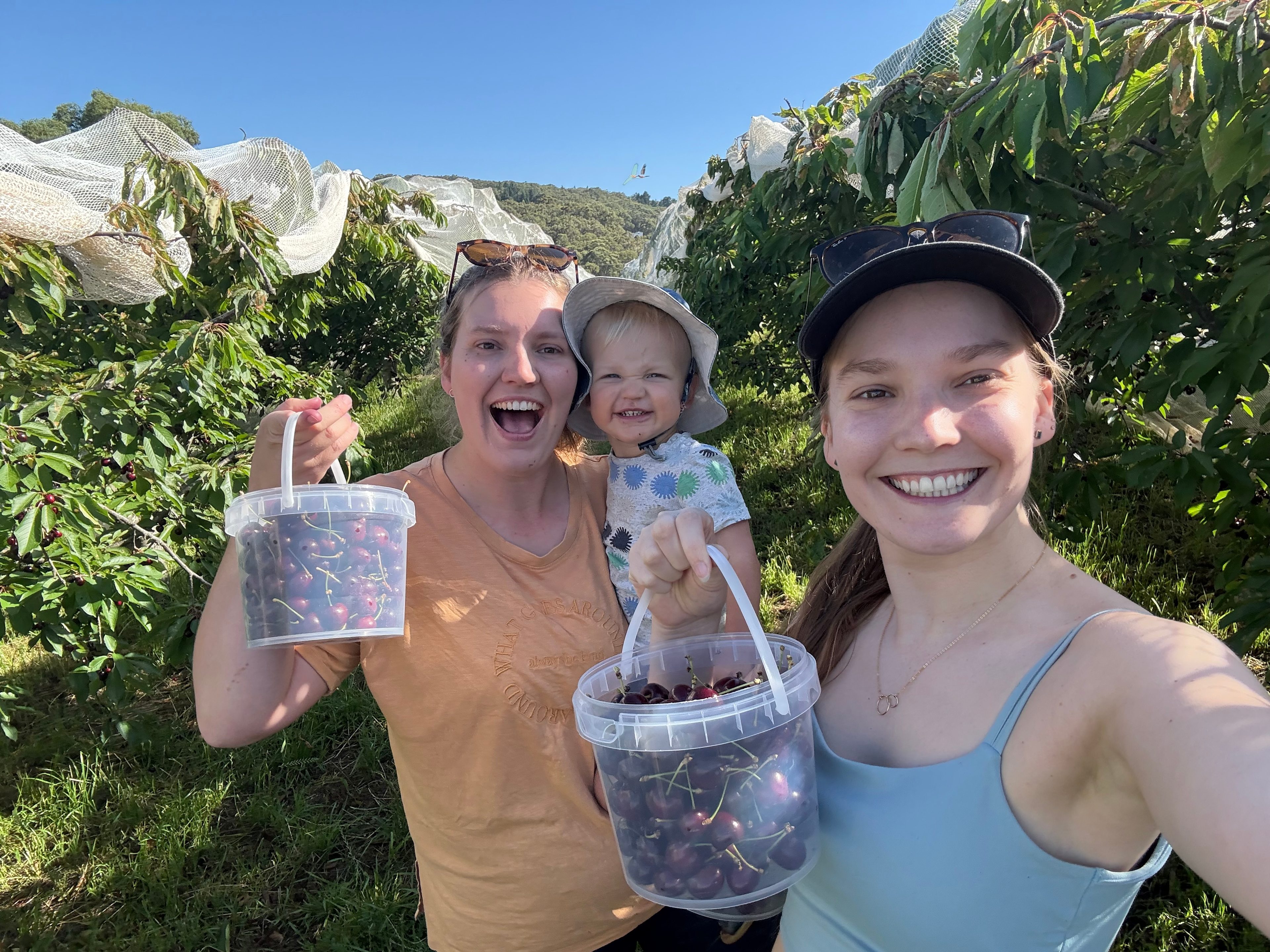 Stone’s Summertown Cherry Farm