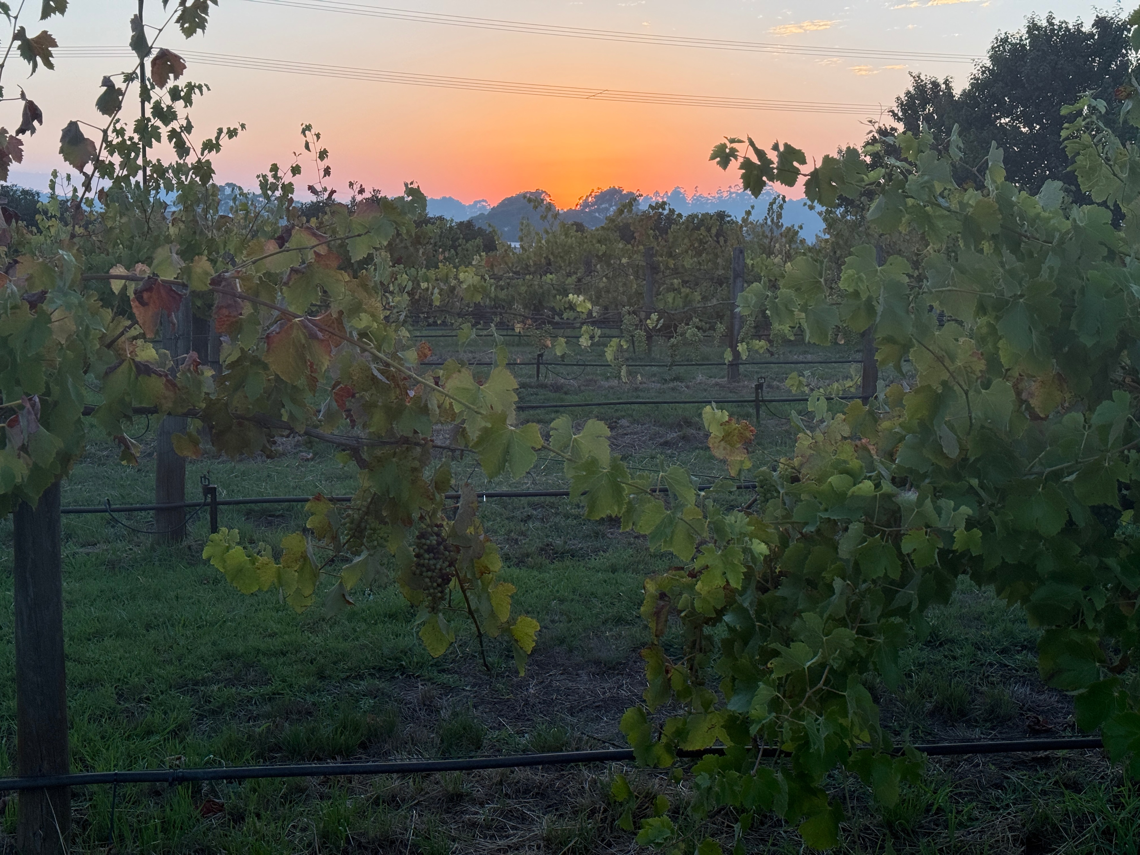 Stone’s Summertown Cherry Farm