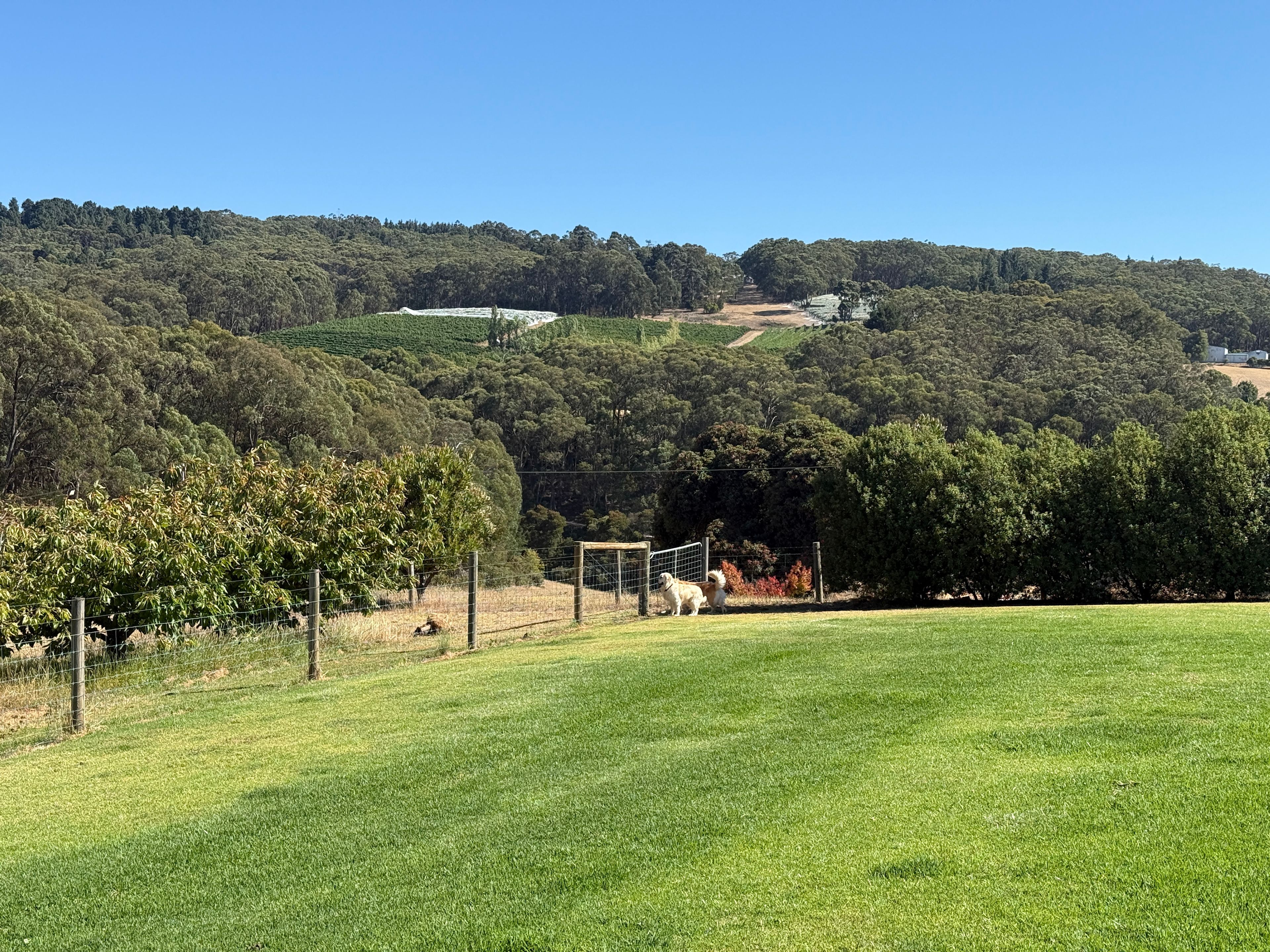 Stone’s Summertown Cherry Farm