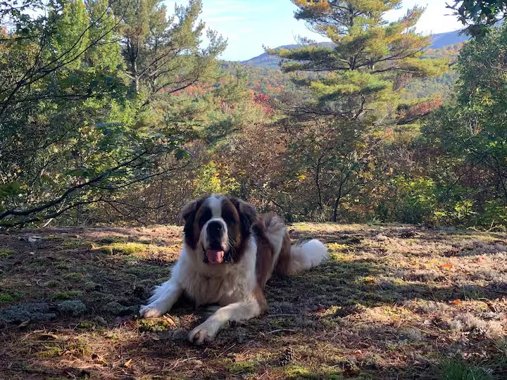 ADK Treehugger's Paradise