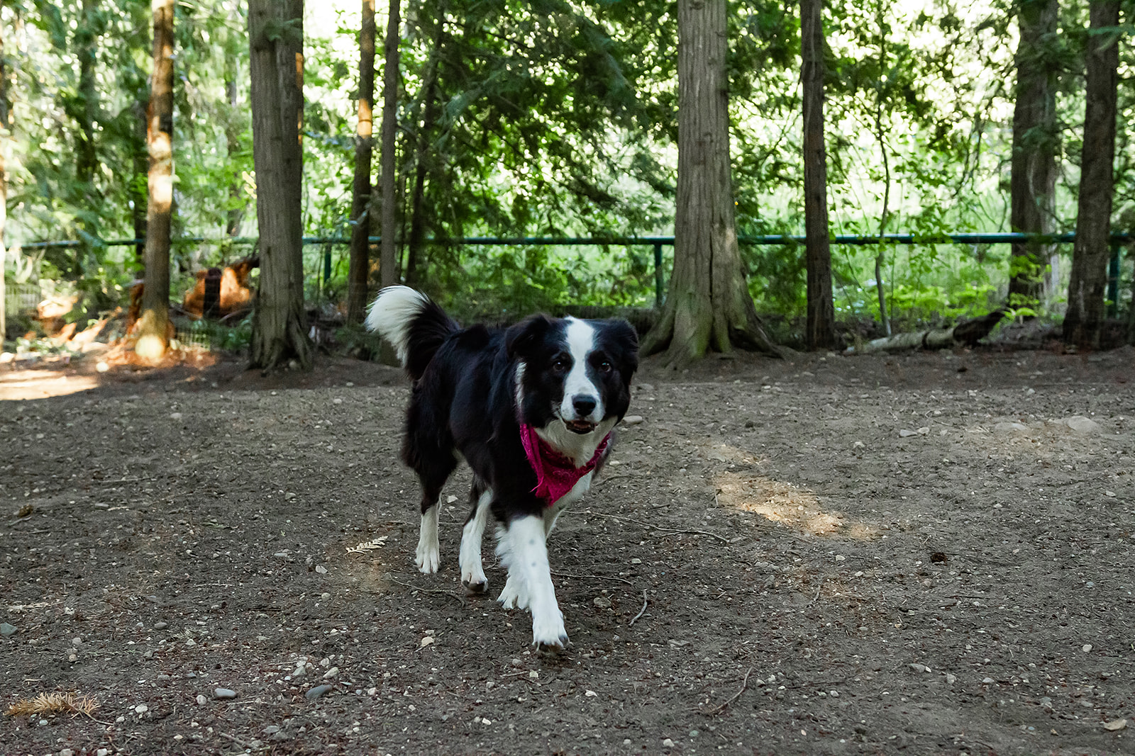 Whispering Pines near Mara Lake