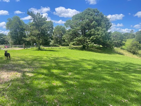 the front gate on the left with tessa the dog waiting for new arrivals