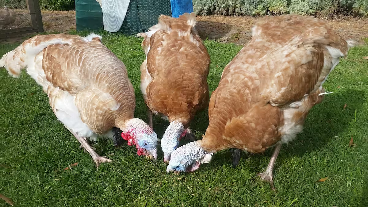 Sea Glimpse Farm Stay