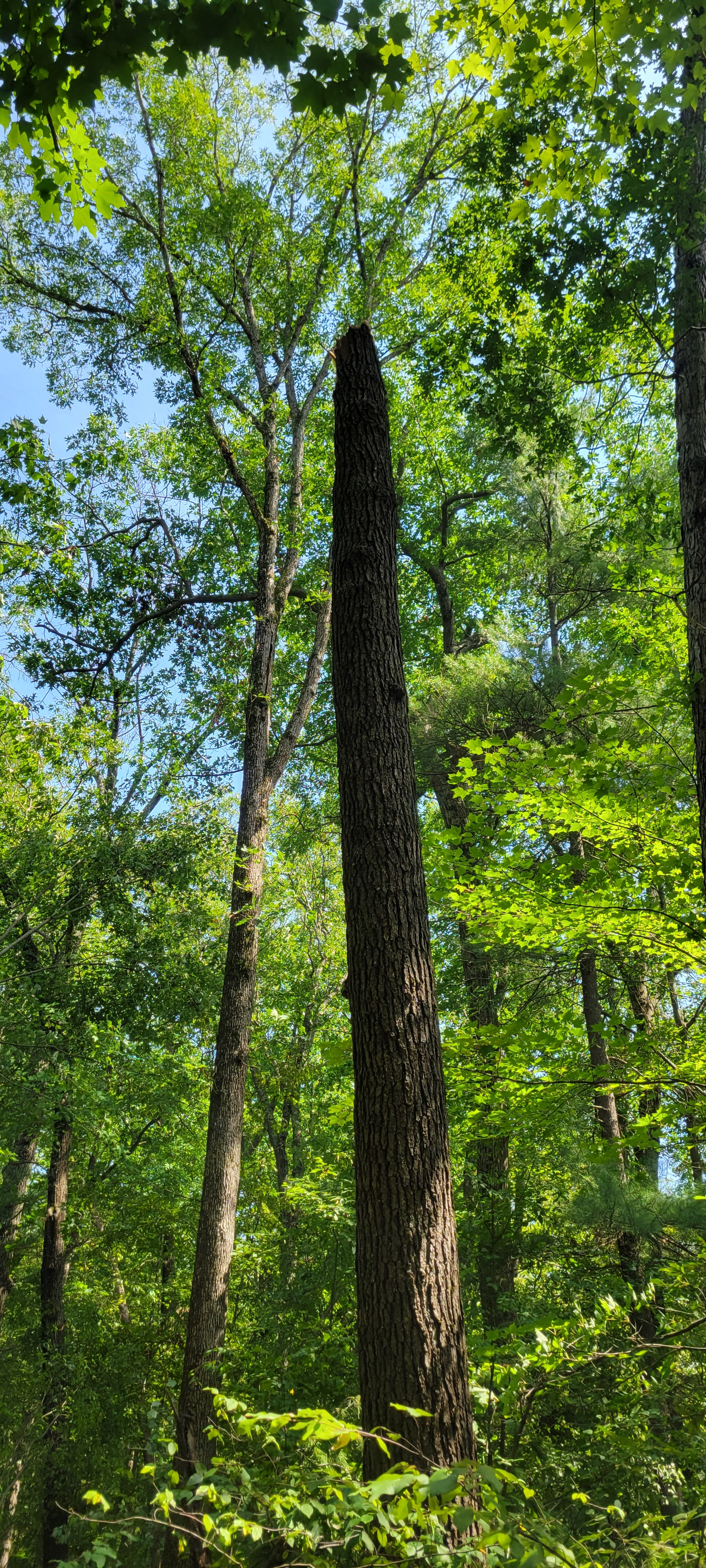 Brooks Creek Camp