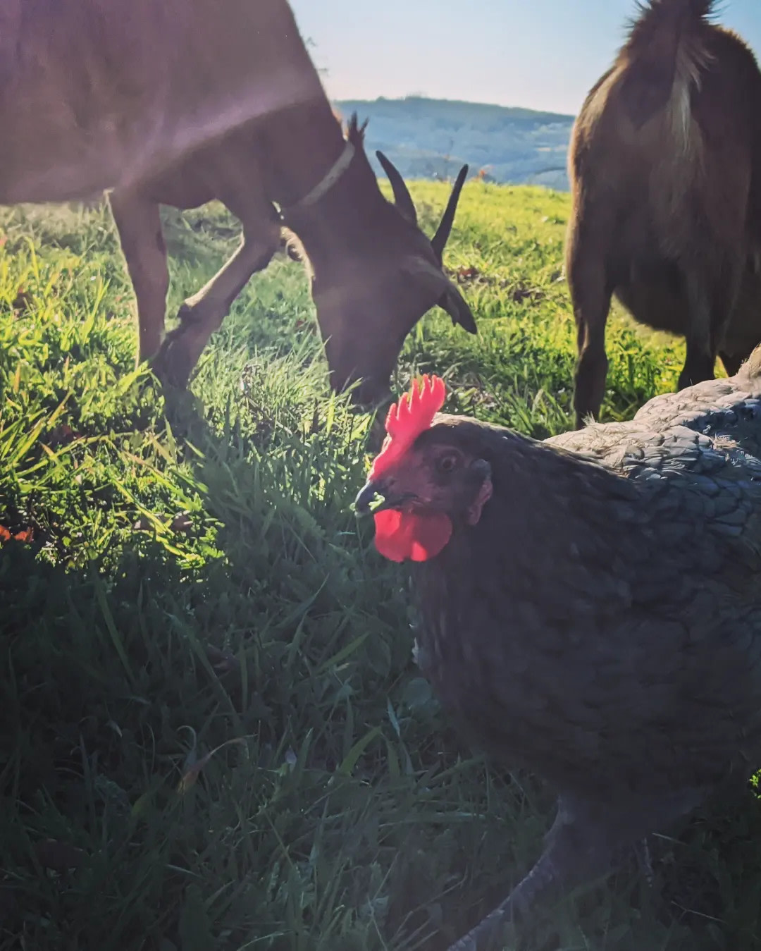 Quinta das Colinas, Cabin & Camping