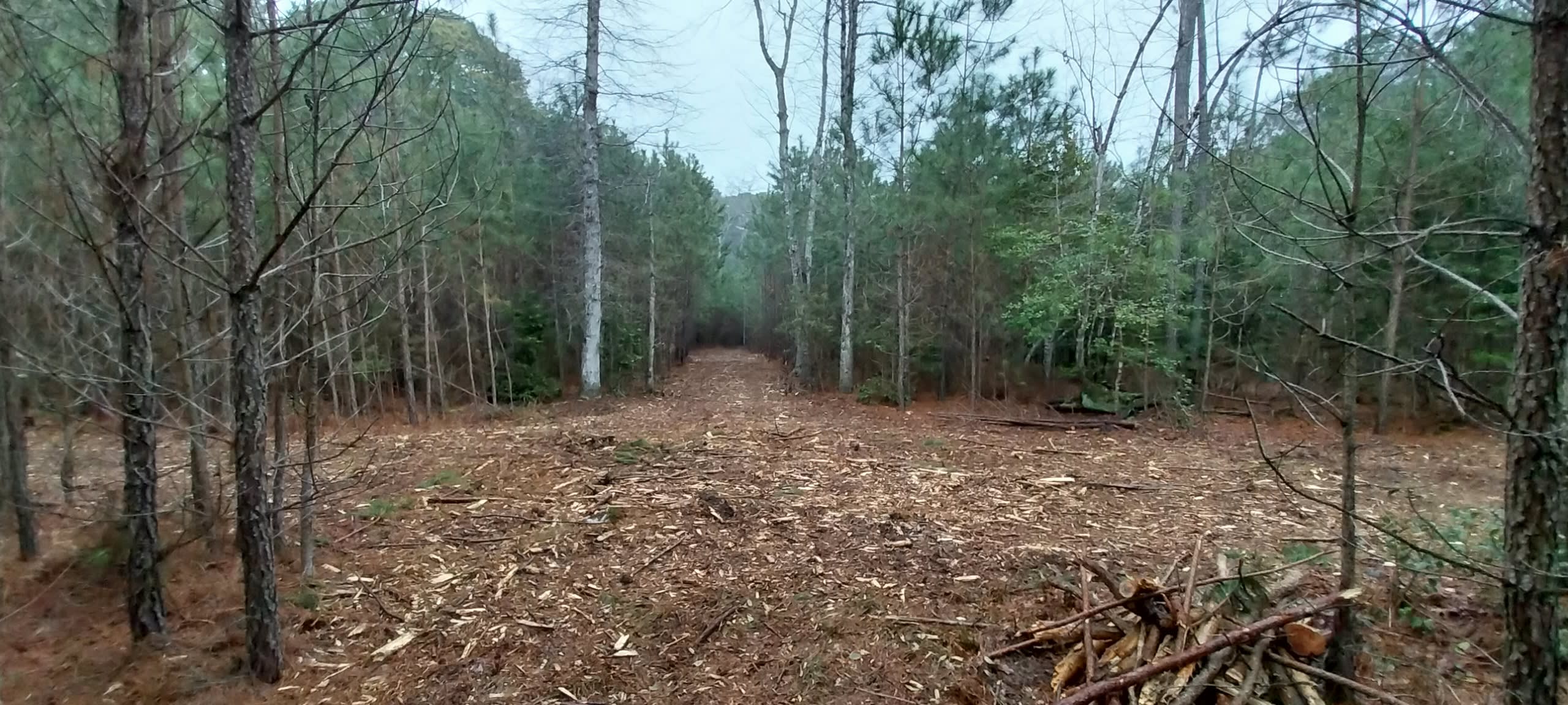 Pine Meadows Primitive Campground