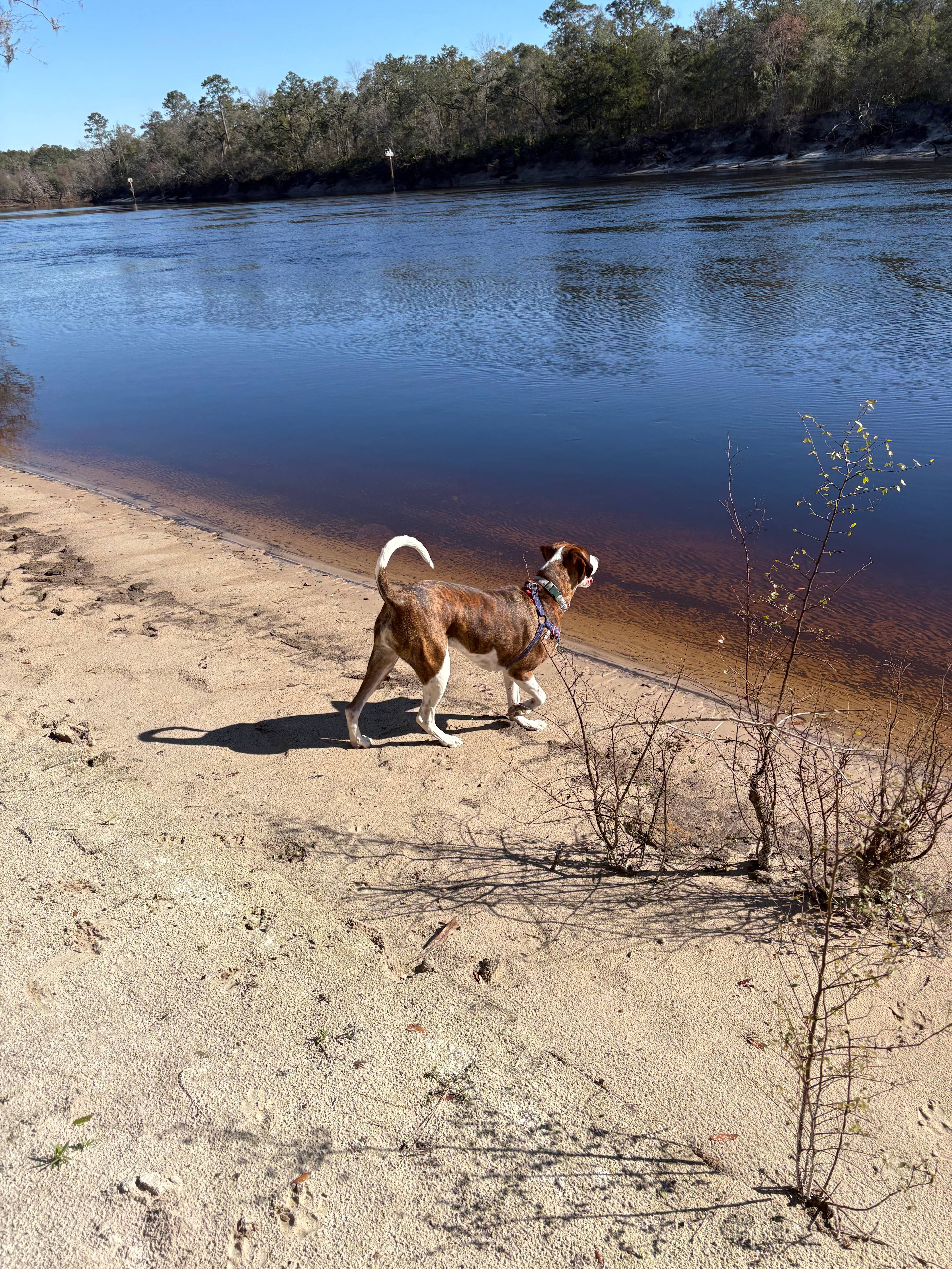 Cabin At Little River Springs