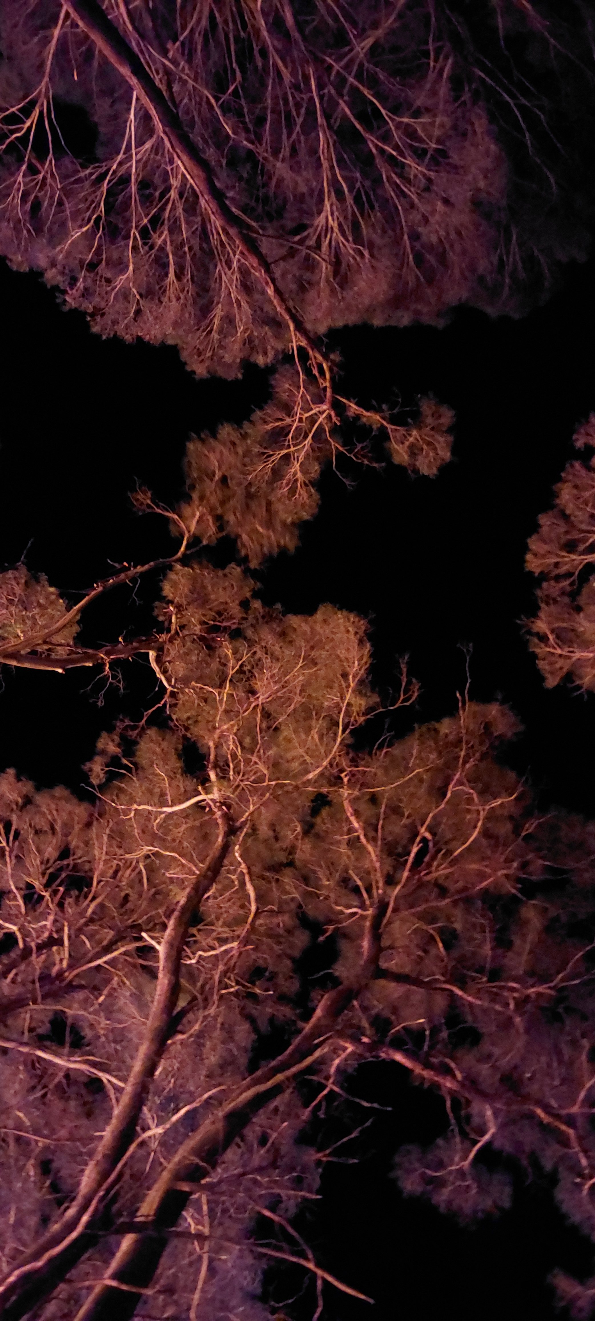 The Forest