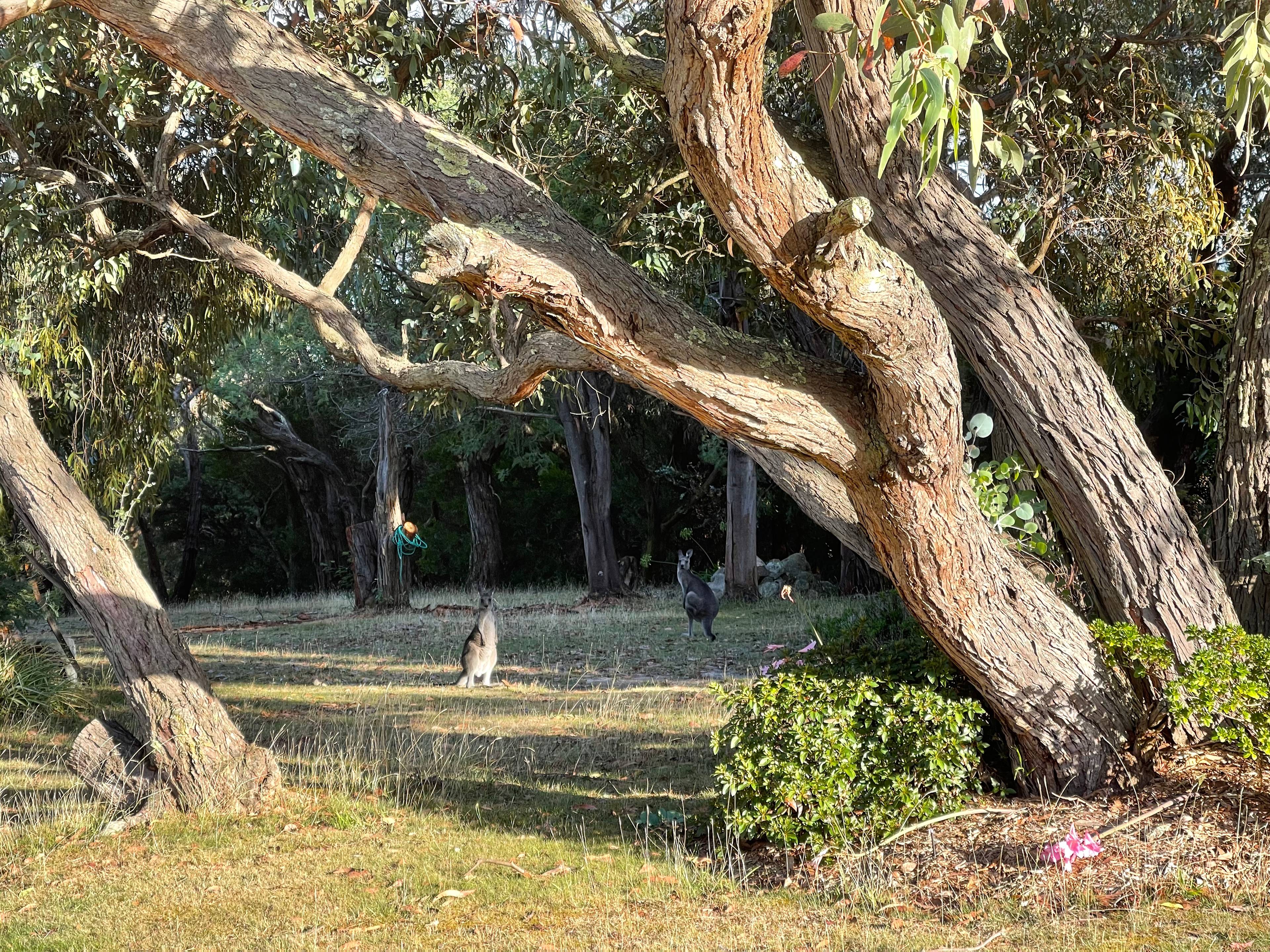Salt Wood Glamping